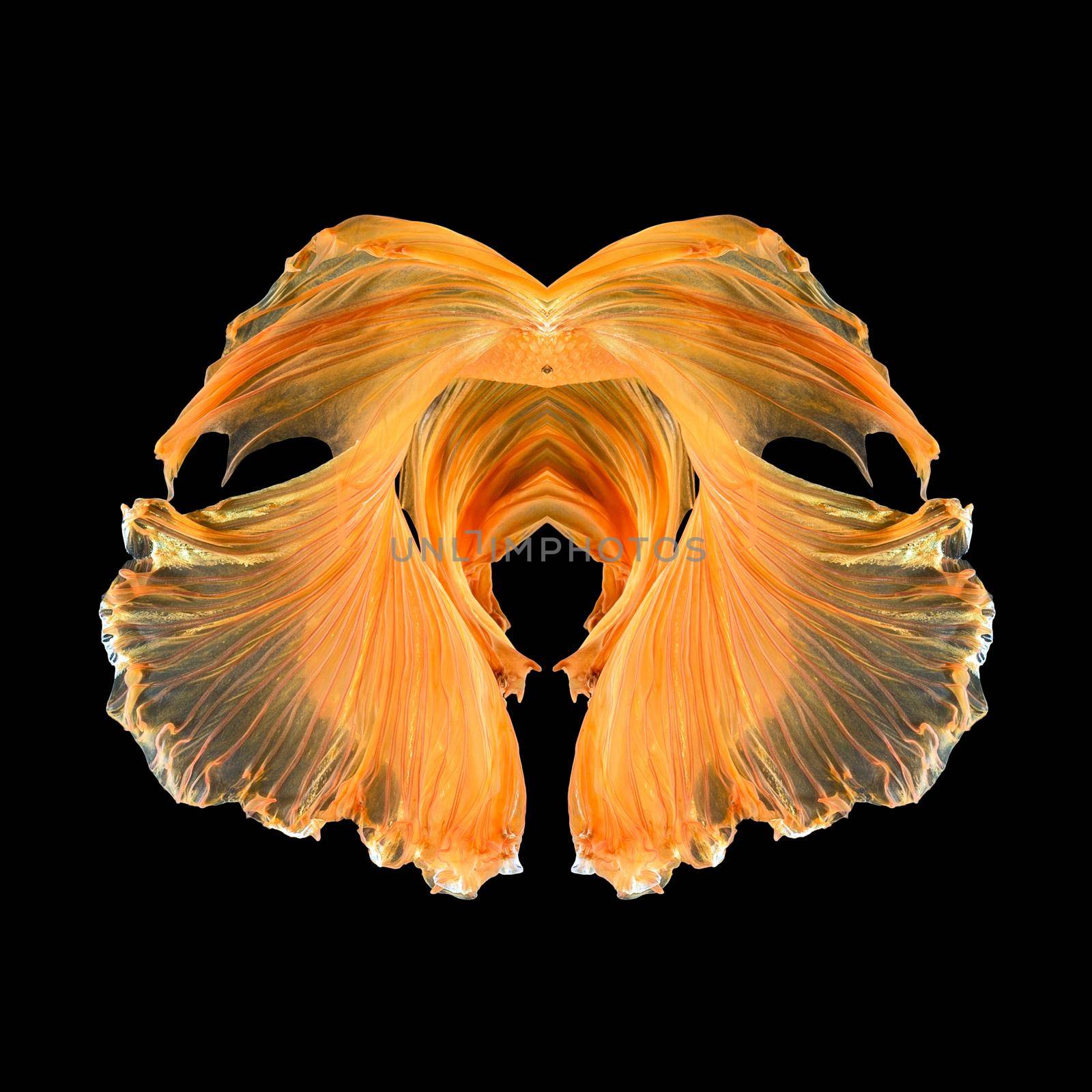 Abstract fine art fish tail free form of Betta fish or Siamese fighting fish isolated on black background.