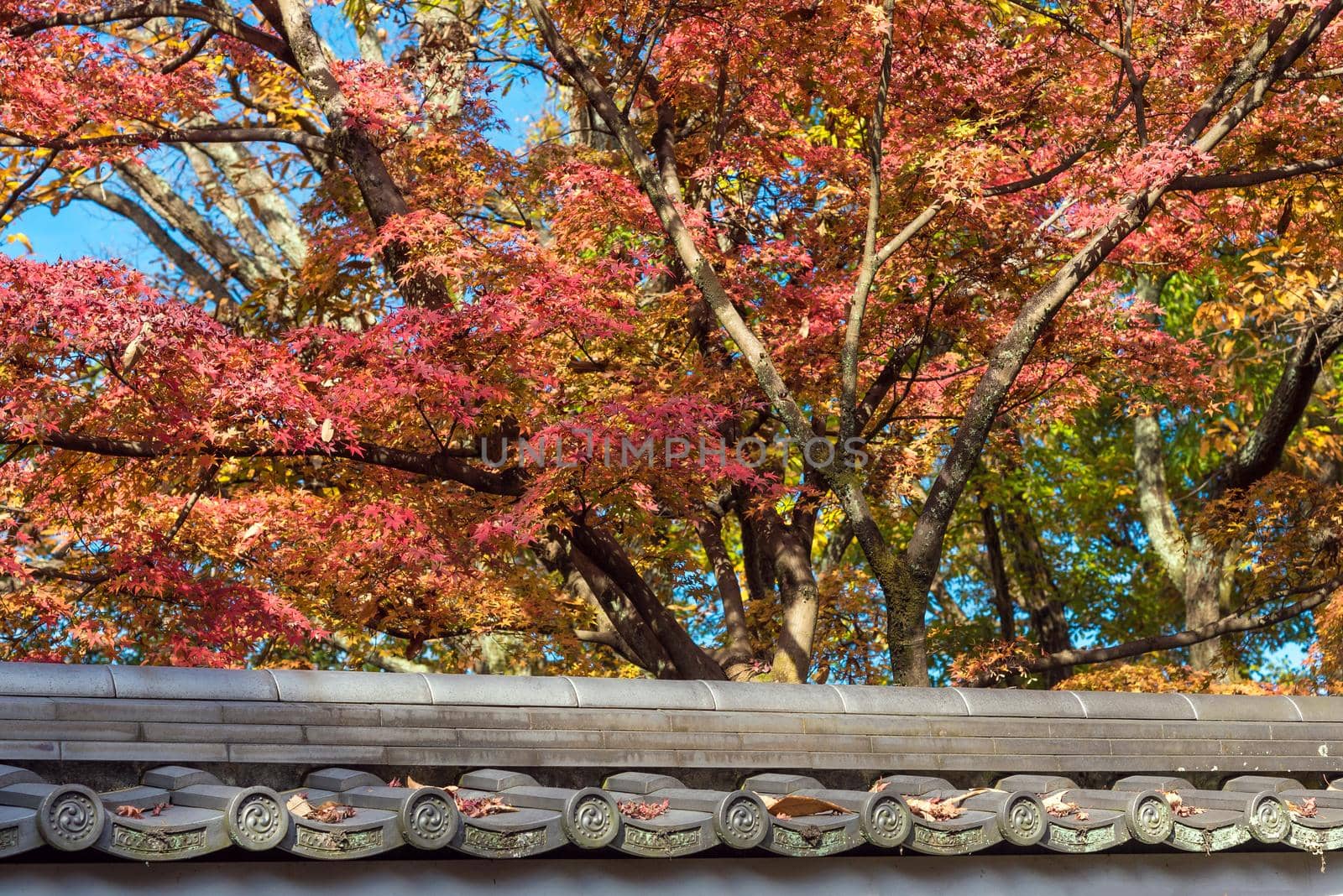 Beautiful nature colourful leaves with Japanese traditional roof at  in autumn season in Kyoto Japan. a one of attraction landmark for tourist in Kyoto, Japan.