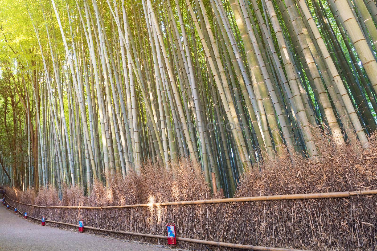 Beautiful nature bamboo forest in autumn season at Arashiyama in Kyoto, Japan.