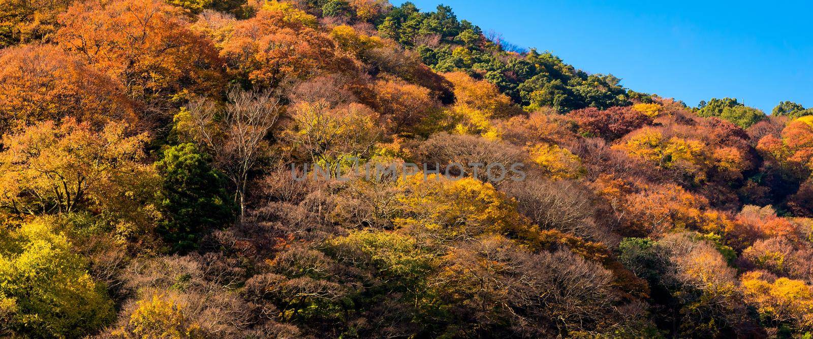 Beautiful nature colourful tree leaves on mountain at Arashiyama in autumn season in Kyoto, Japan. Arashiyama is a one of attraction landmark for tourist in Kyoto, Japan. by Nuamfolio