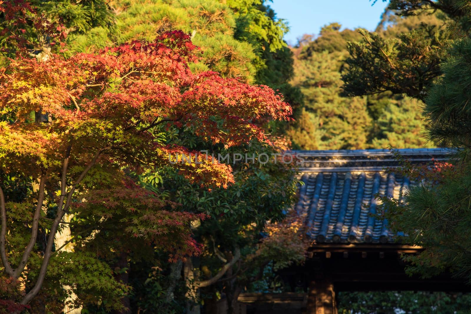 Beautiful nature colourful maple leaves with Japanese traditional roof at  in autumn season in Kyoto Japan. by Nuamfolio