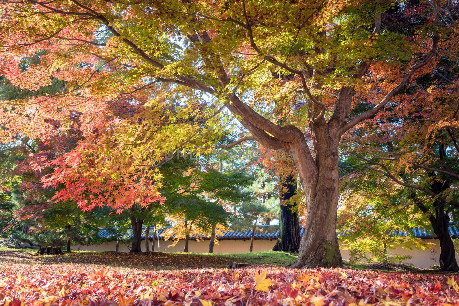 Beautiful nature colourful tree leaves in autumn season in Kyoto,Japan. by Nuamfolio