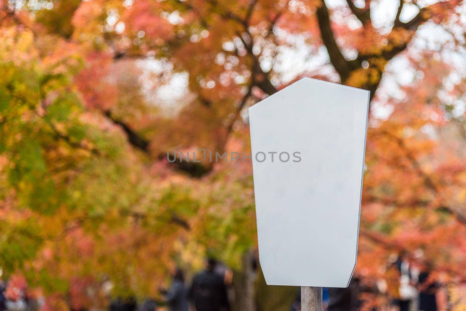 Blank white board with beautiful nature colourful tree leaves in autumn season at Japan in background.