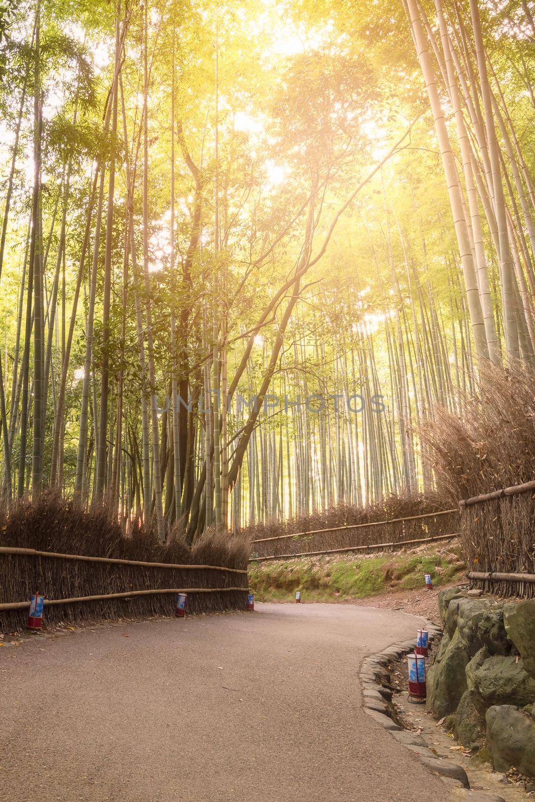 Beautiful nature bamboo forest in autumn season at Arashiyama in Kyoto, Japan. by Nuamfolio