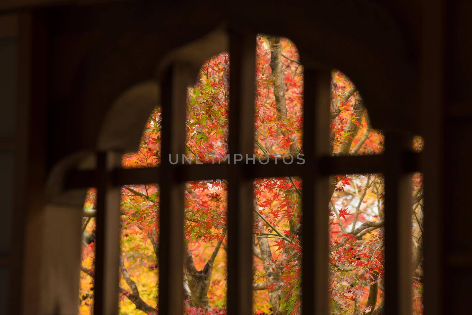 Colourful maple leaf in autumn season looking through Japanese traditional window in Kyoto,Japan by Nuamfolio