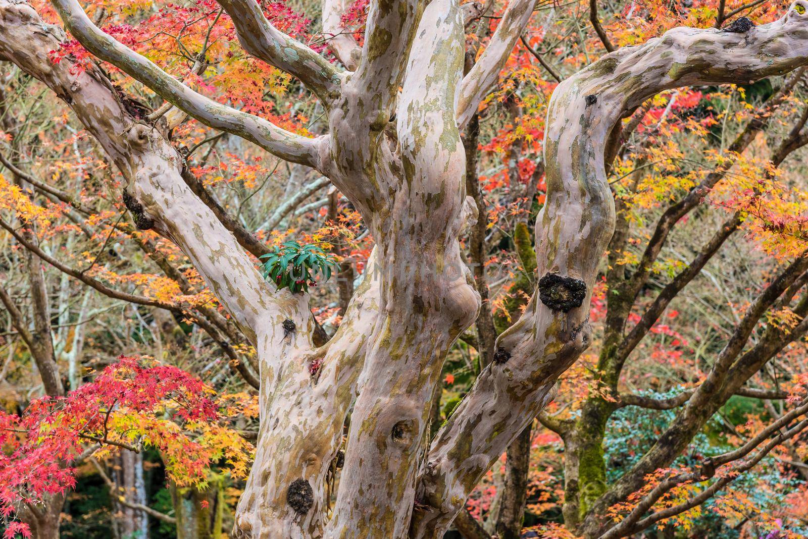 Beautiful nature colourful tree leaves in Japanese zen garden in autumn season at Kyoto,Japan.