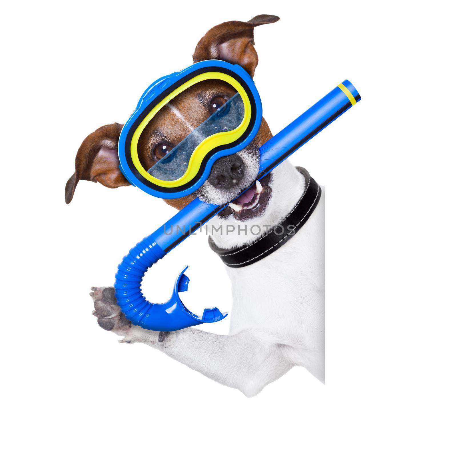 scuba dog with snorkel and goggles beside white blank banner or  placard