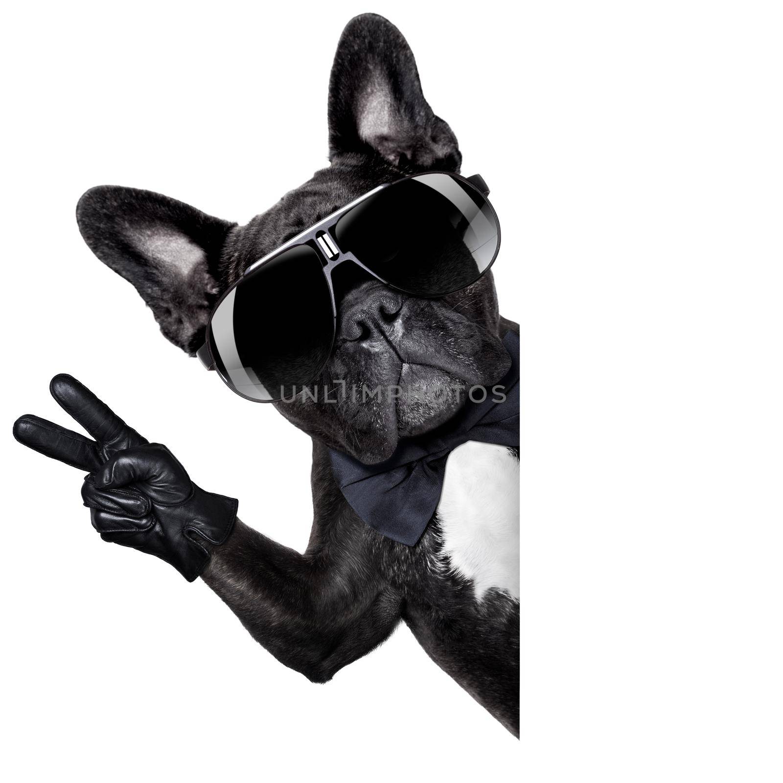 cool dog with peace or victory fingers beside a white blank banner or placard