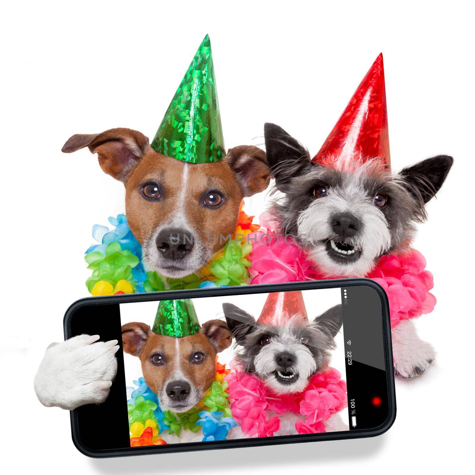 birthday dogs selfie by Brosch