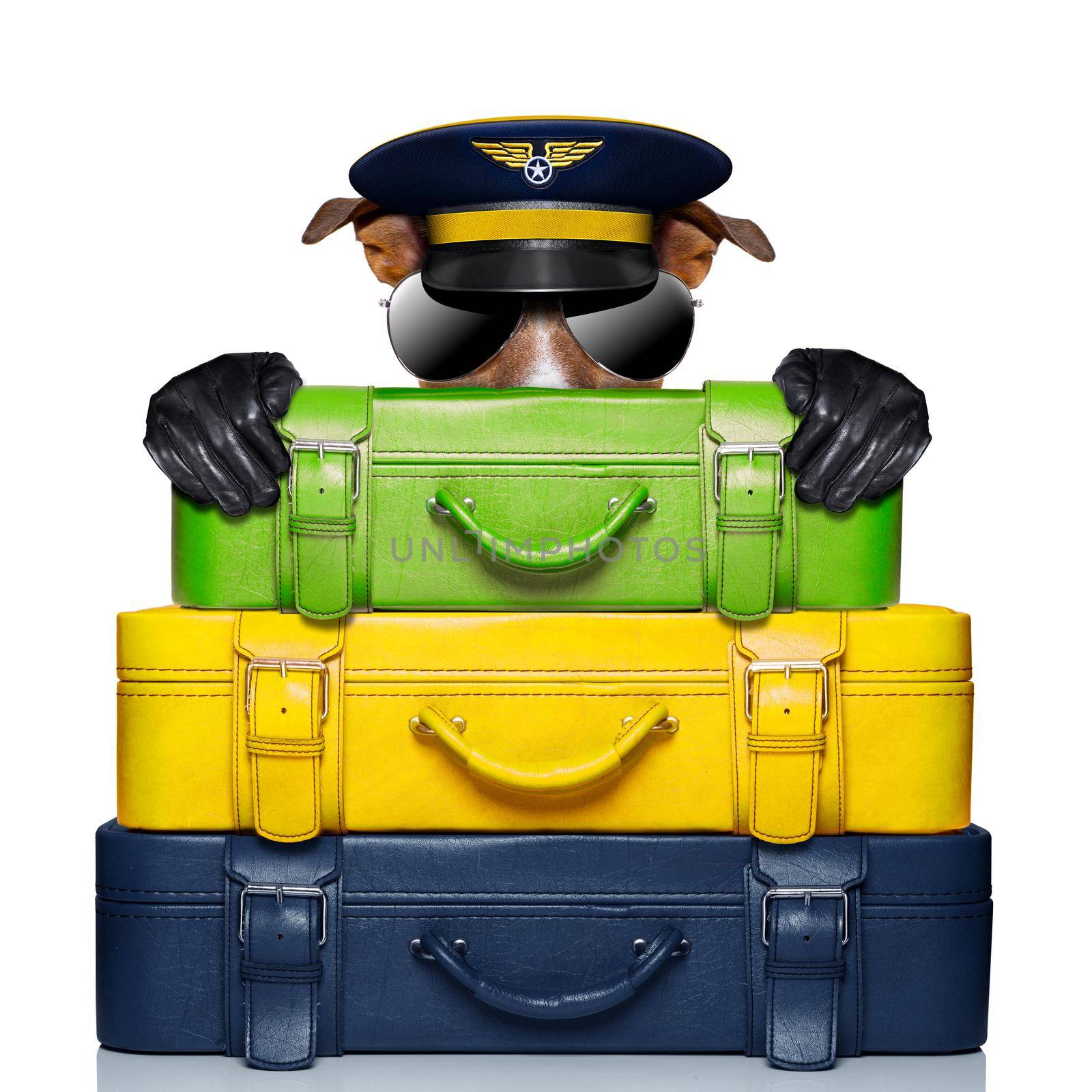 luggage captain dog by Brosch