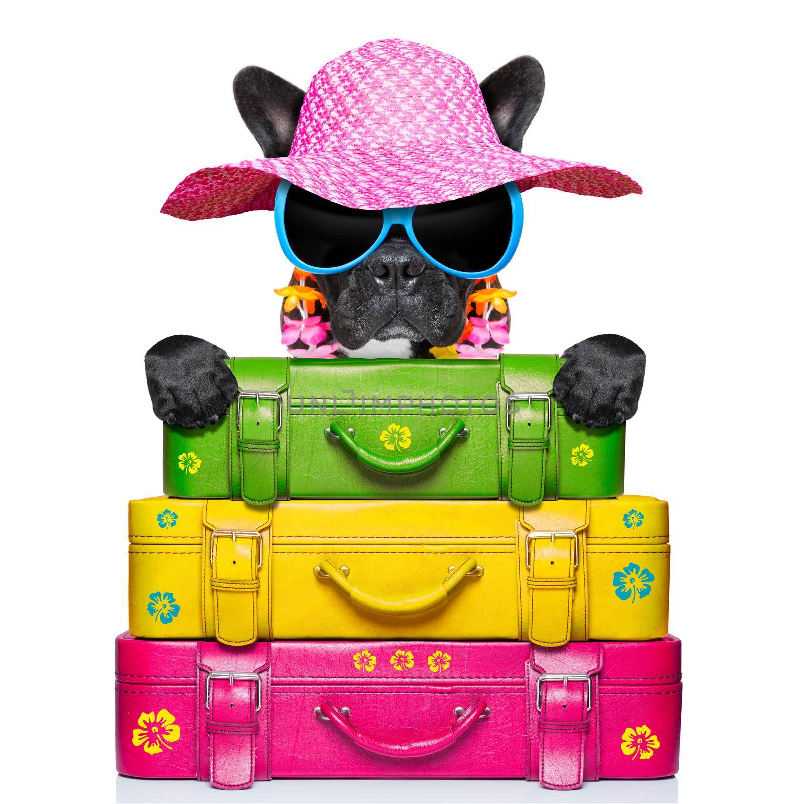 holliday luggage dog by Brosch