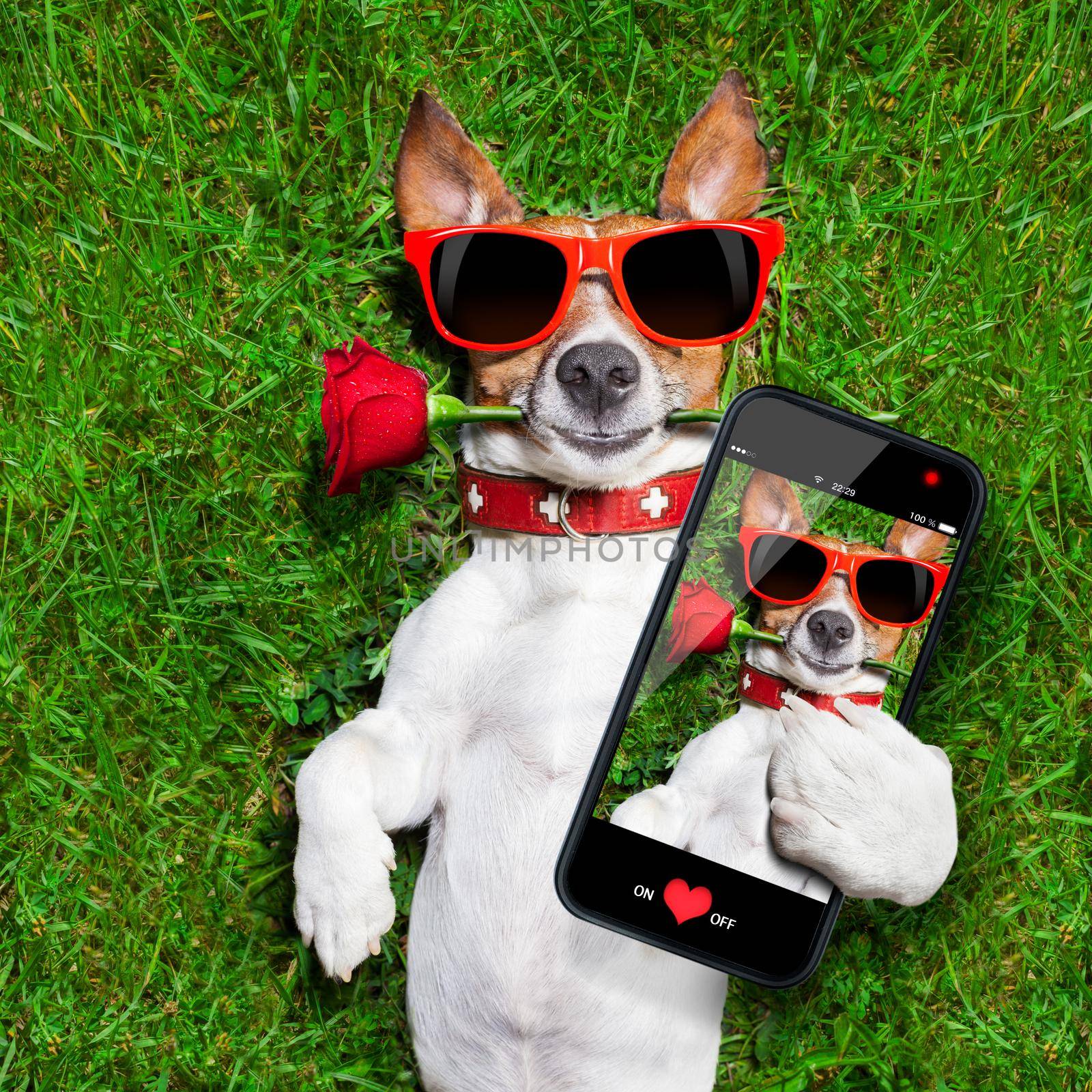 dog with a red rose in his mouth taking a selfie