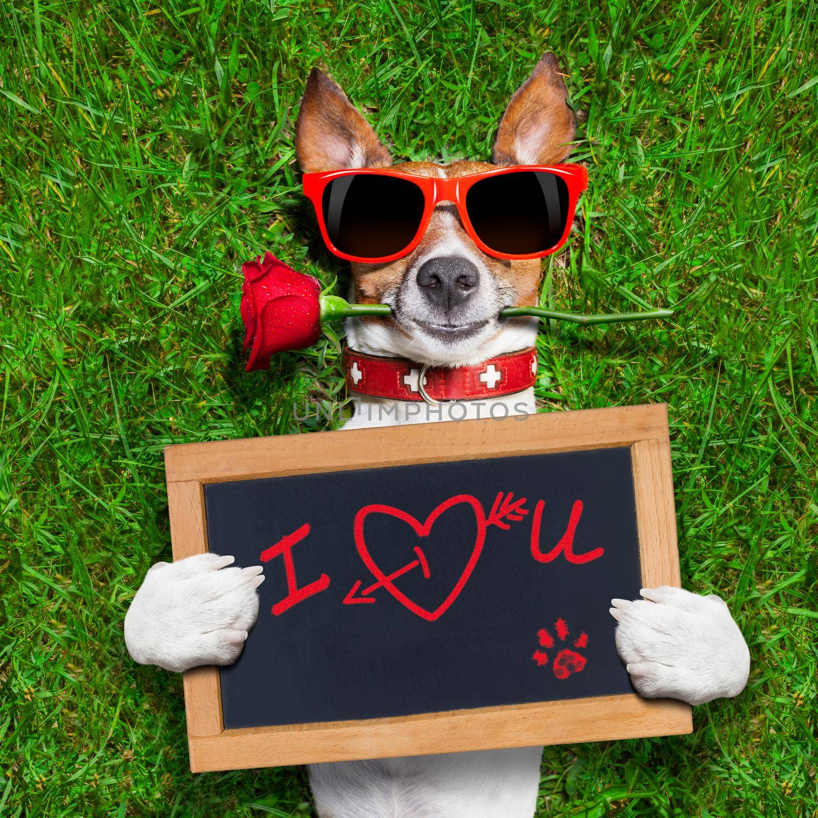 dog with a red rose in his mouth and a blackboard with the words in red: I love you