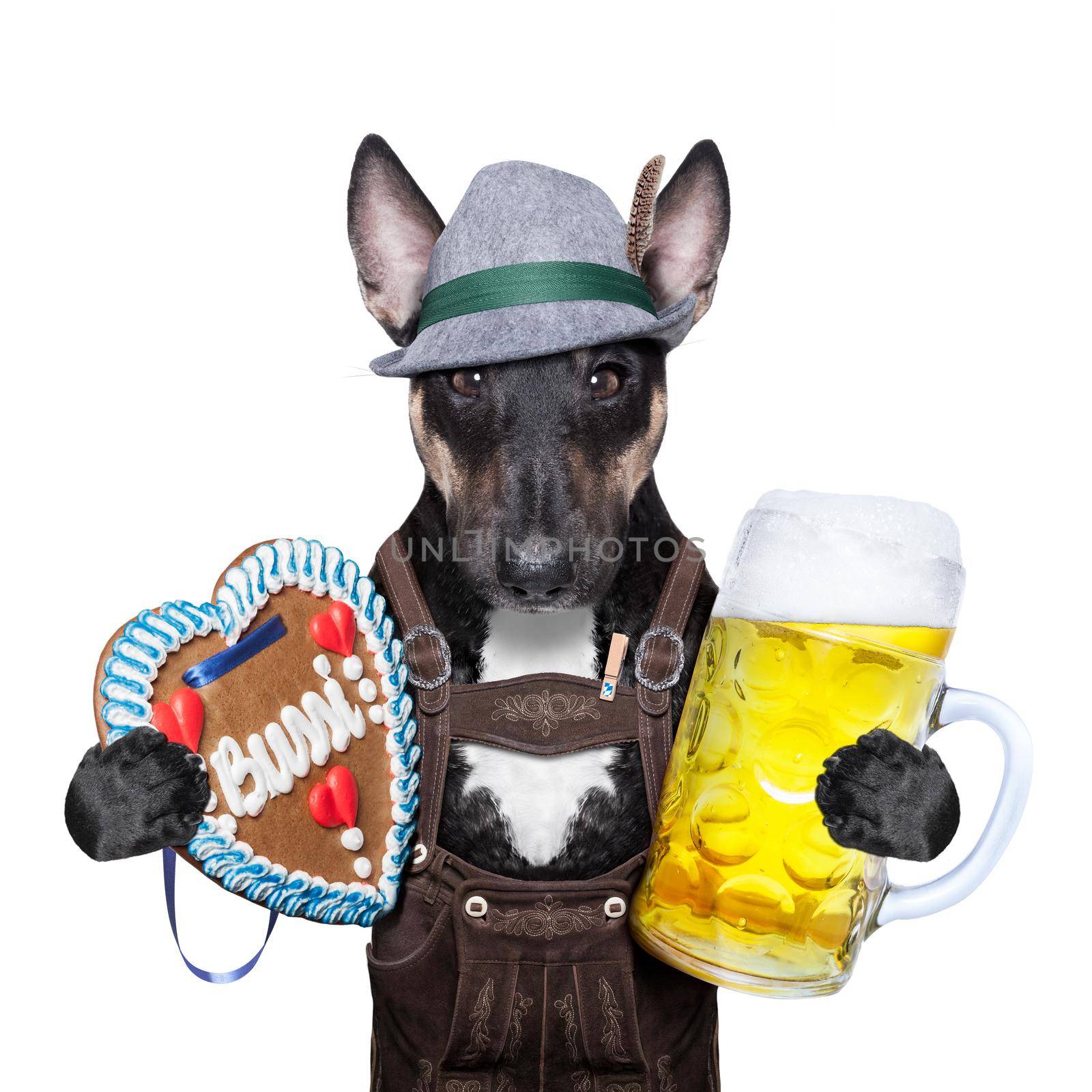 bavarian german dog  with beer mug and gingerbread heart
