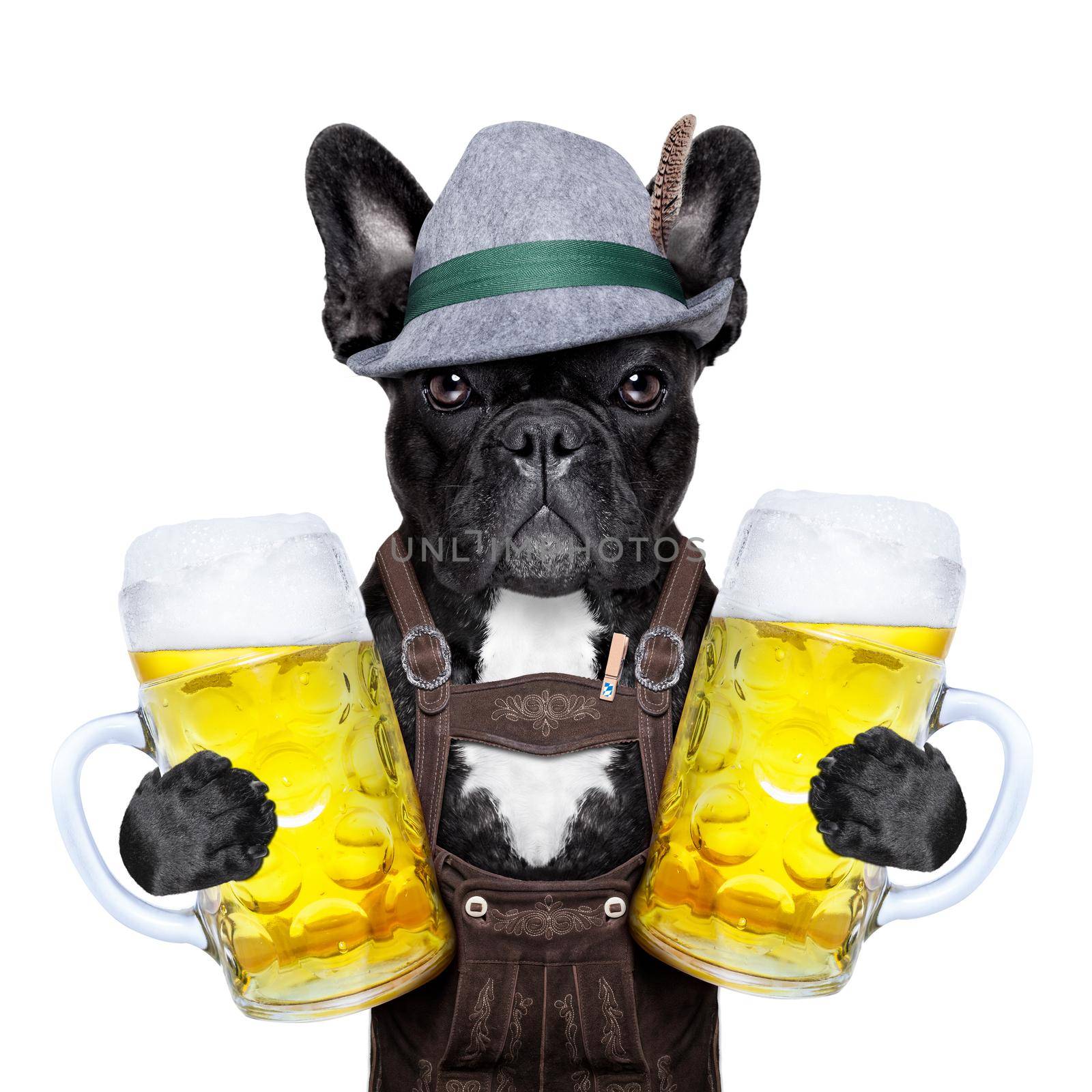 bavarian dog  by Brosch