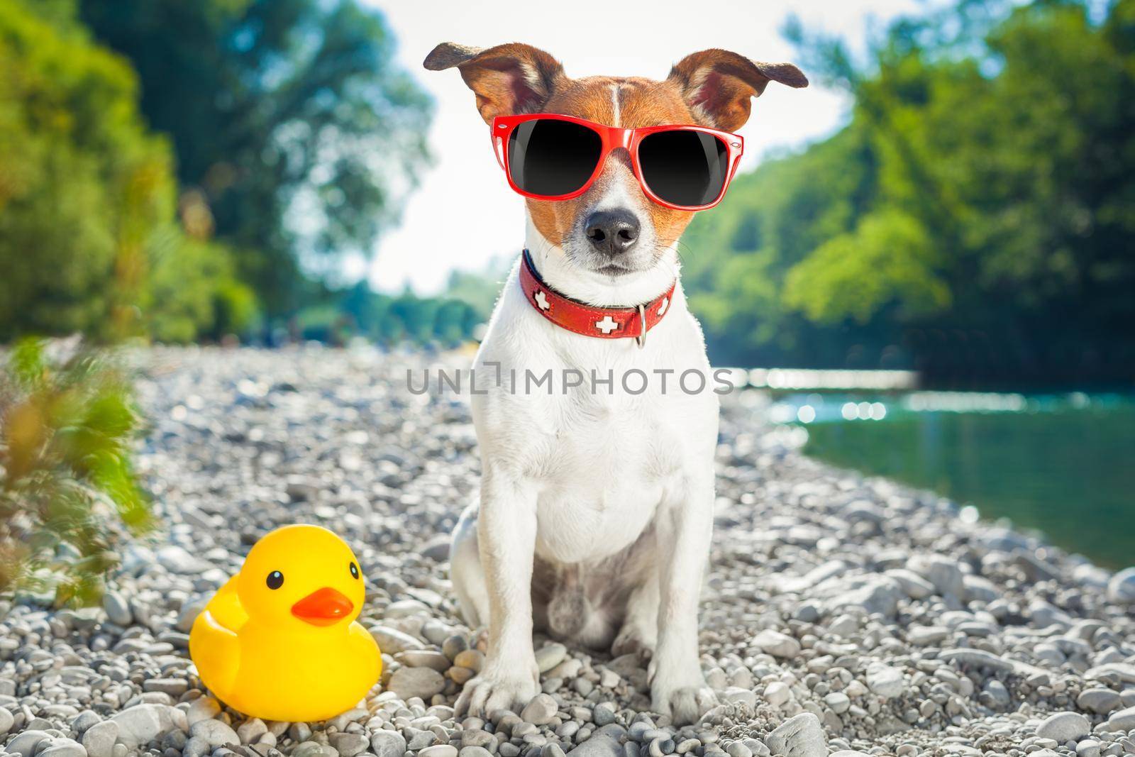 dog summer vacation by Brosch