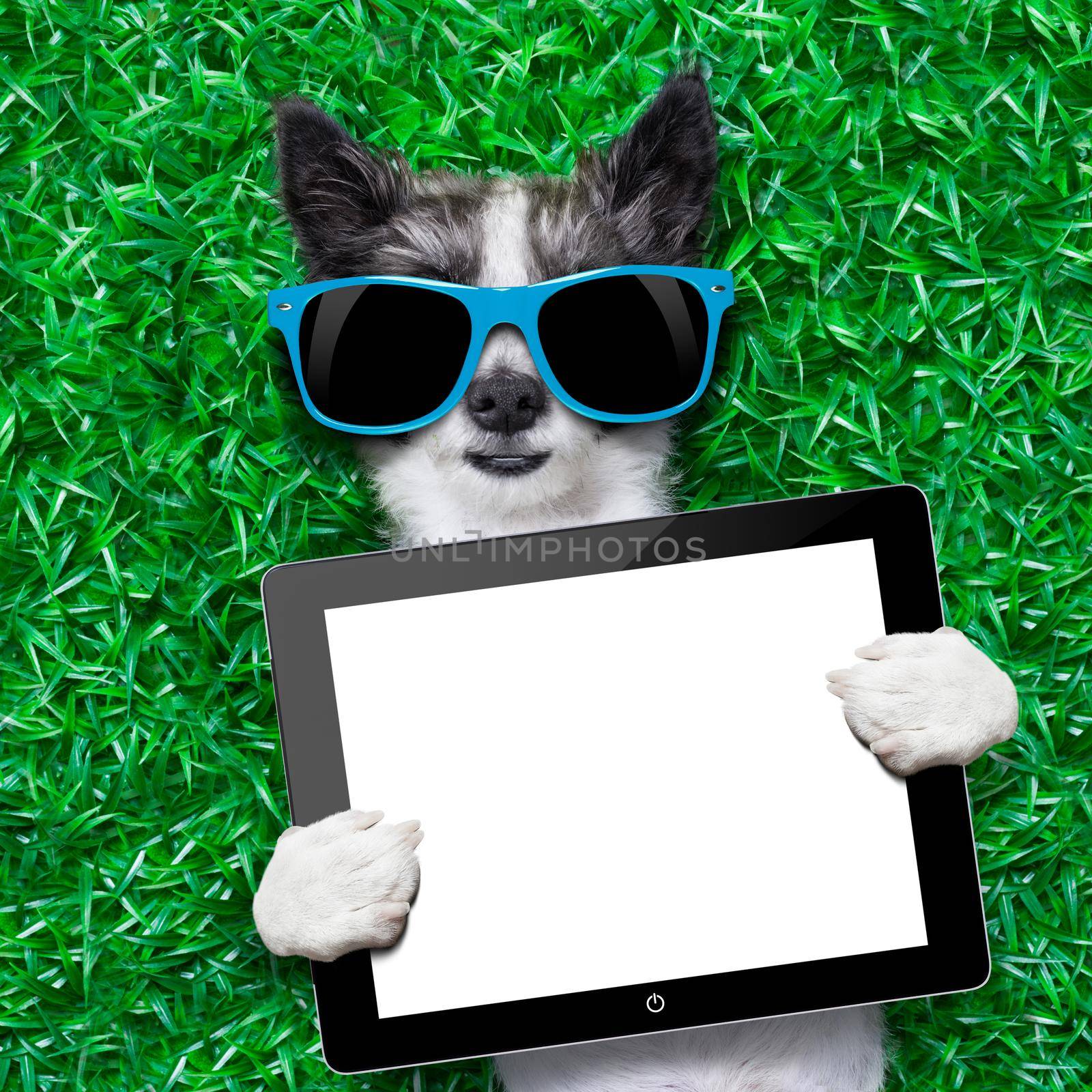 dog holding a blank tablet pc lying on green grass at the park