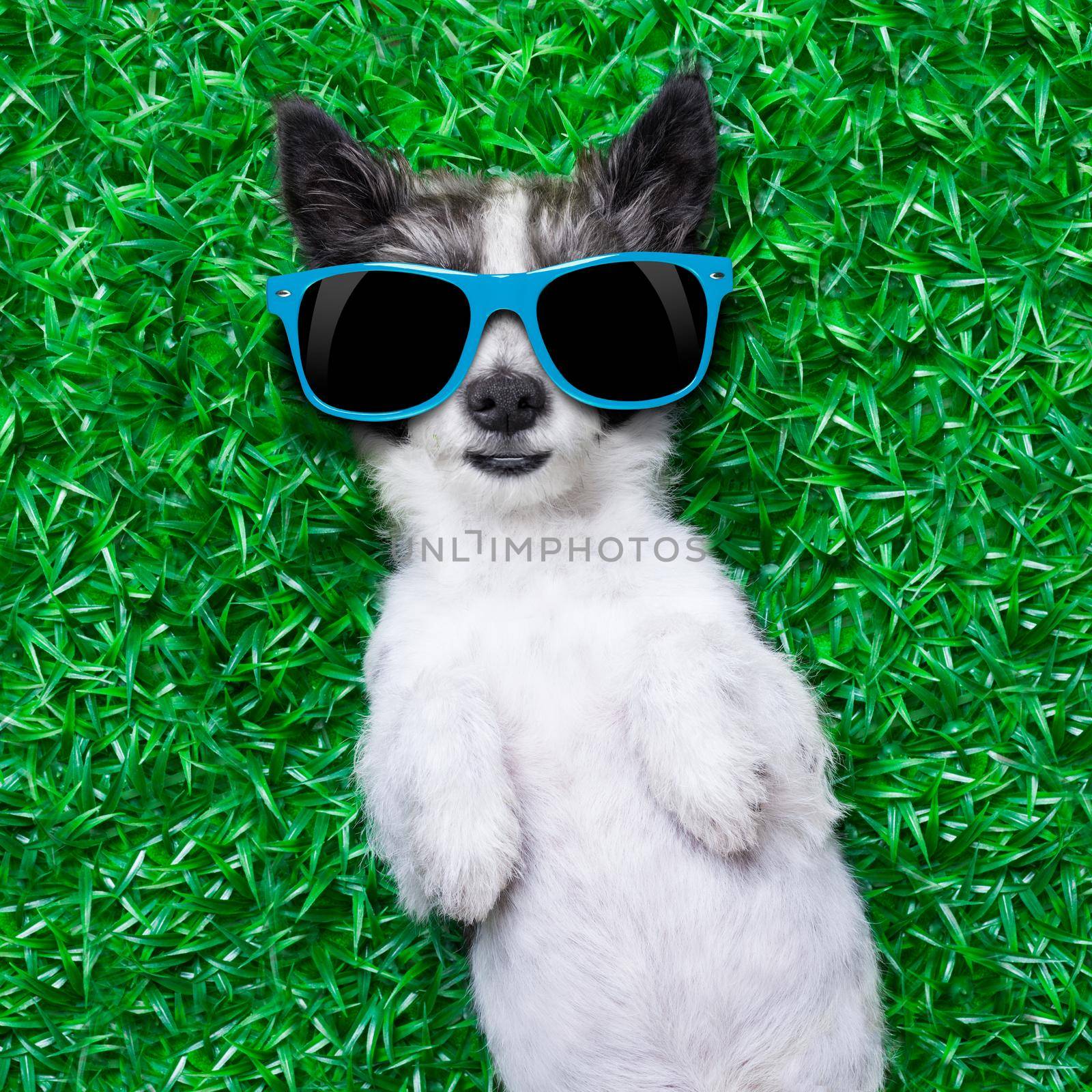 dog lying on grass with blue sunglasses