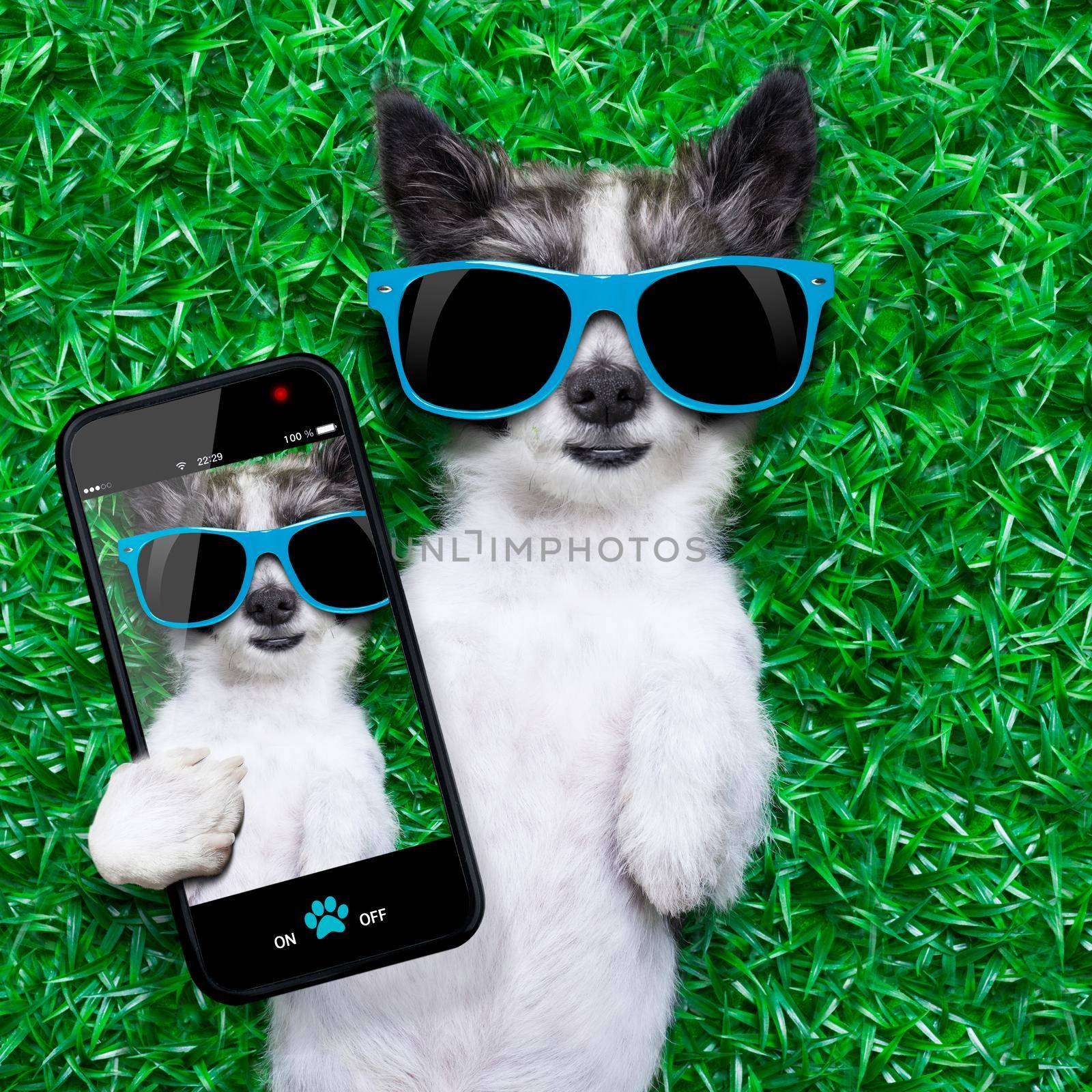 dog taking a selfie while lying on grass meadow in park