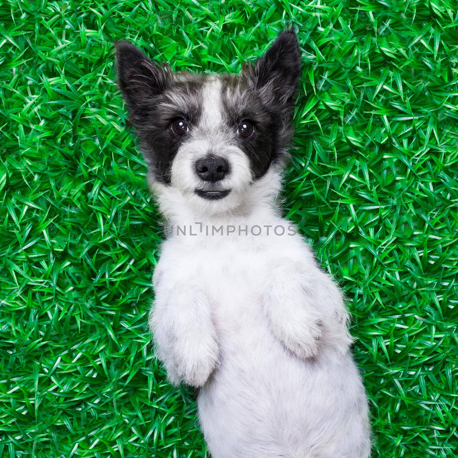 dog on grass by Brosch