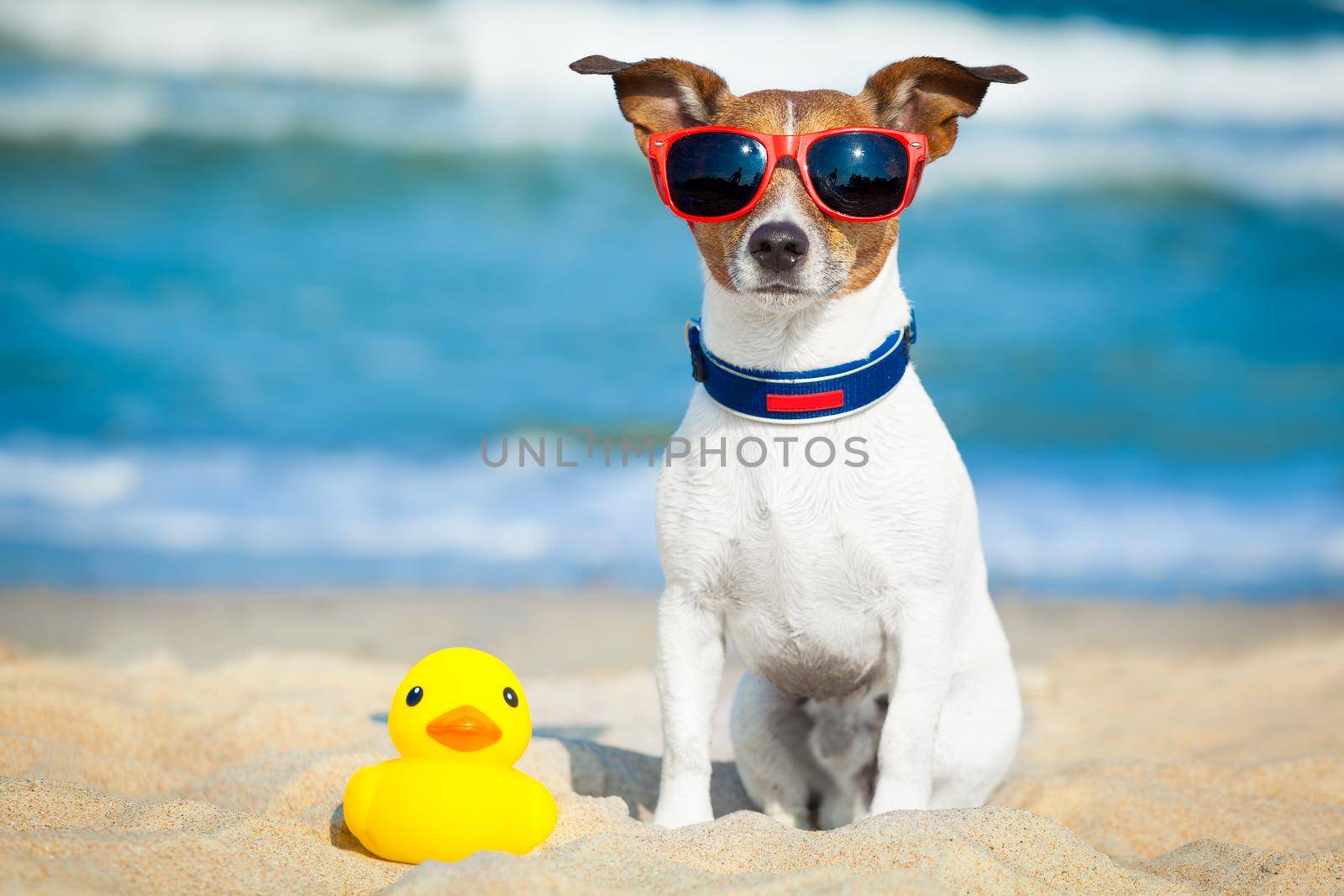 dog sitting with plastic rubber duck at the beach with ocean  as background