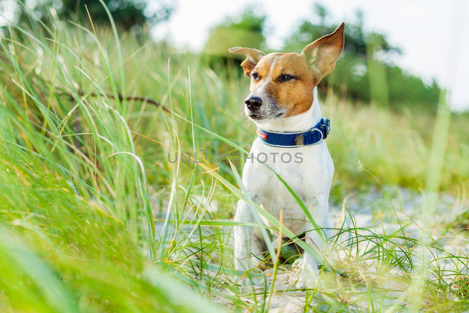 dog sitting  at the beach with grass  as background