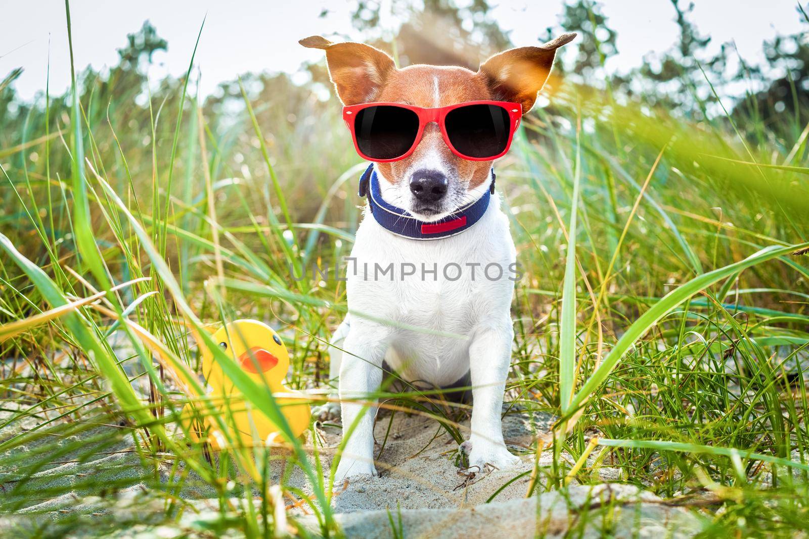 dog summer beach  by Brosch