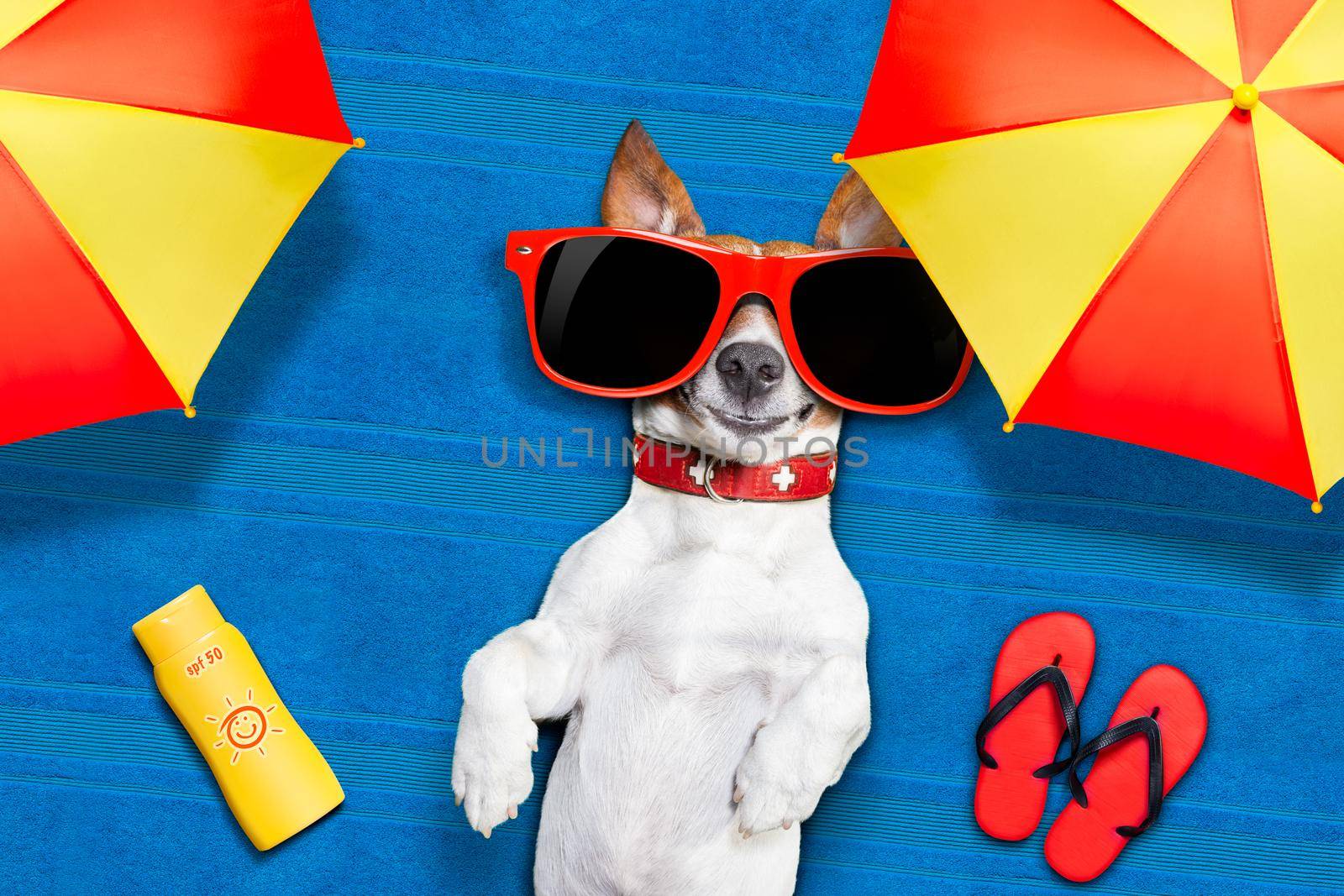 dog summer beach by Brosch