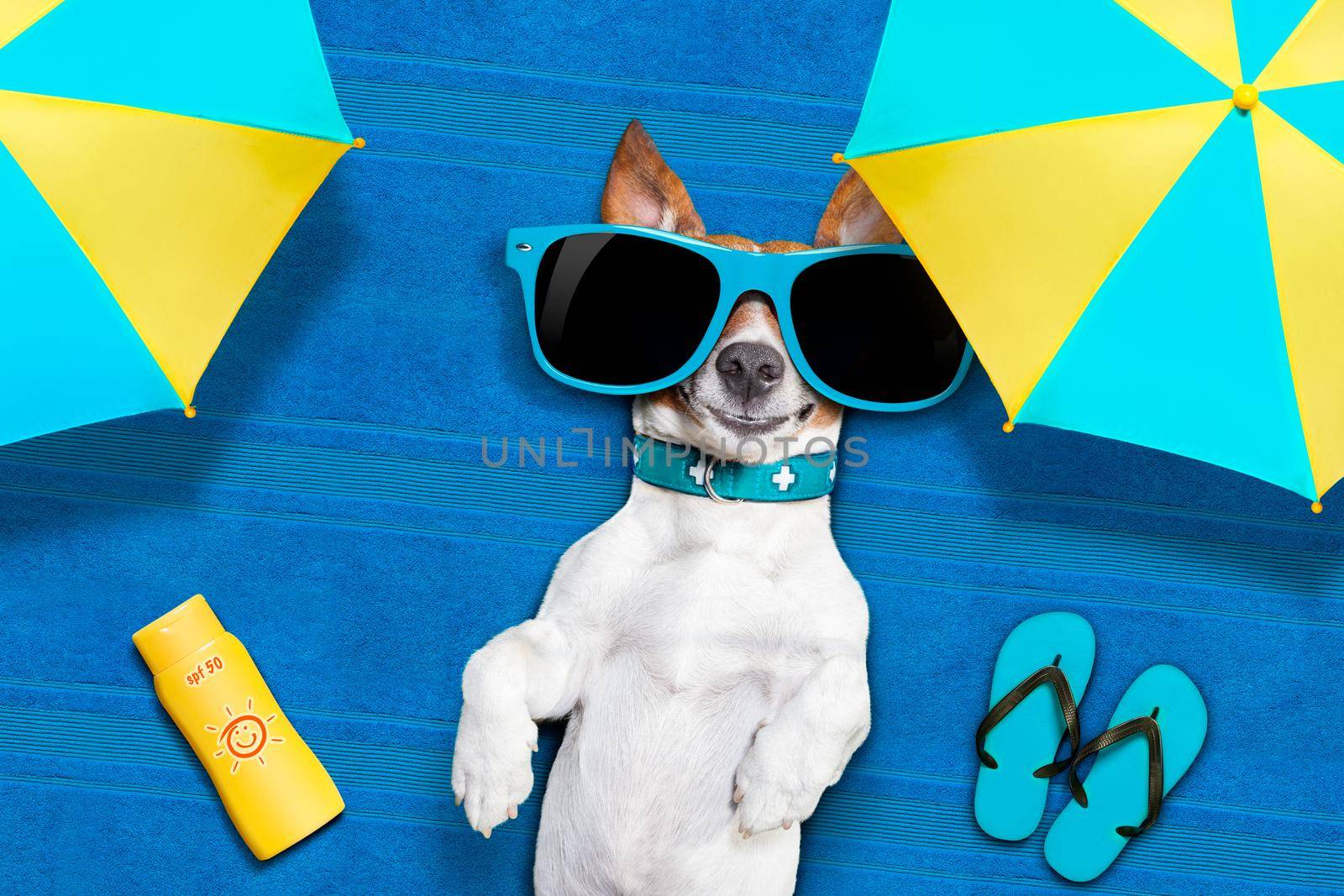 dog lying on towel under shade of umbrella relaxing and chilling out in the summer vacation