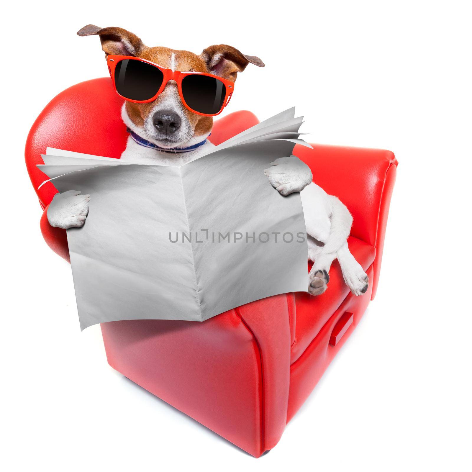 dog reading the newspaper on a red fancy funny sofa , resting and relaxing