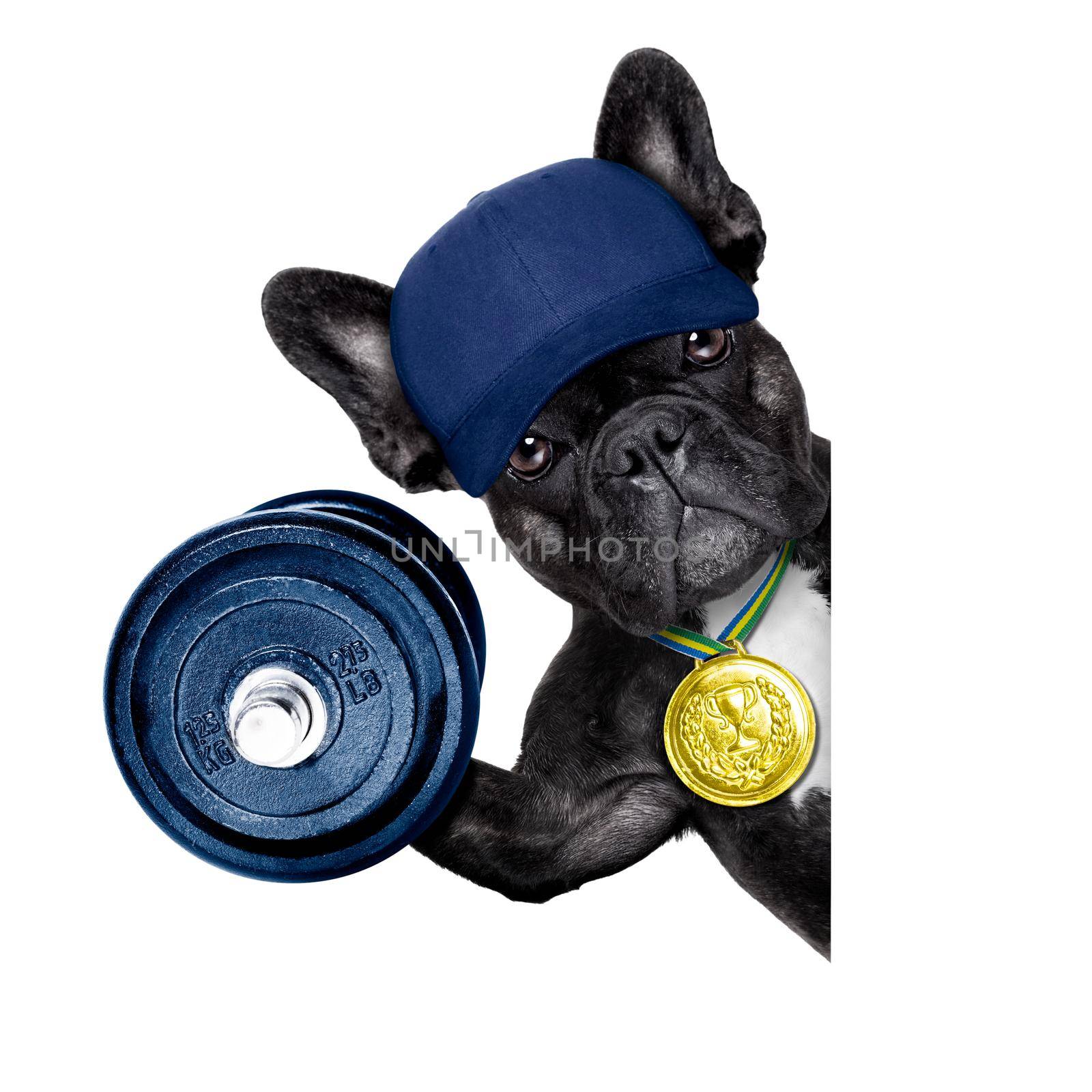 dog as personal trainer with gold medal beside a white and blank banner or placard lifting  a big  dumbbell