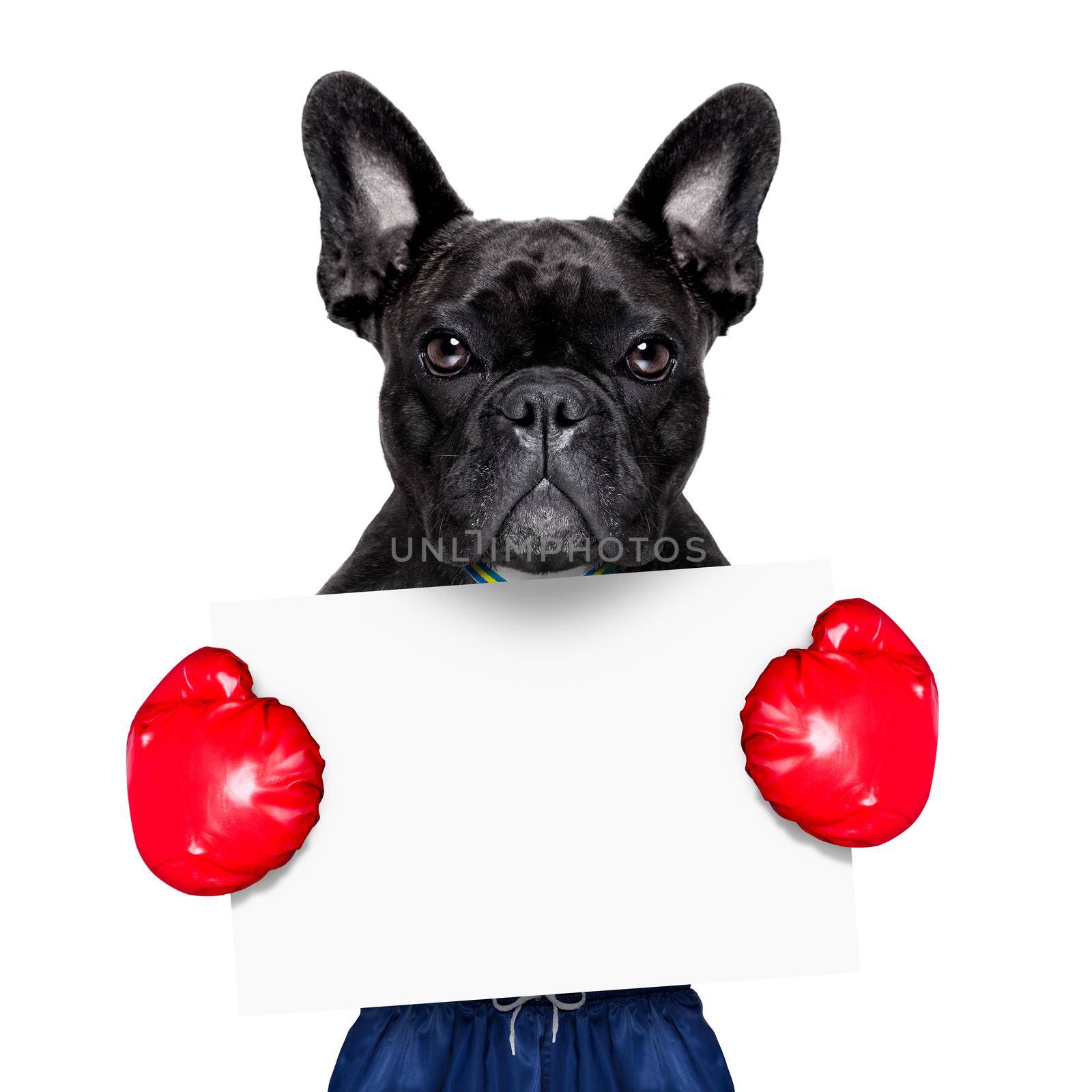 dog as  boxing trainer with gold medal wearing big red  boxing gloves holding a white blank placard or banner