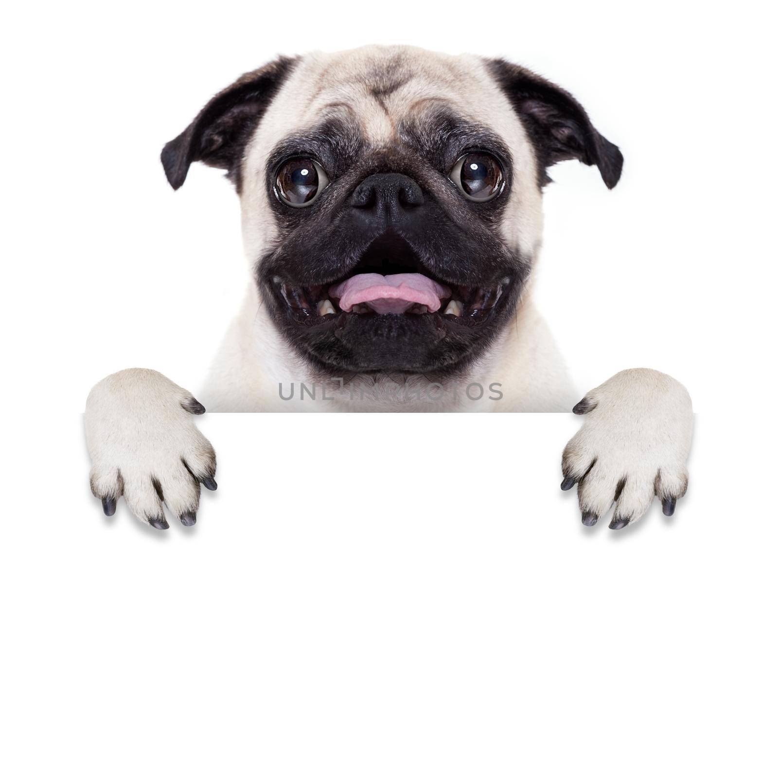 pug dog behind blank white banner or placard with open mouth , surprised
