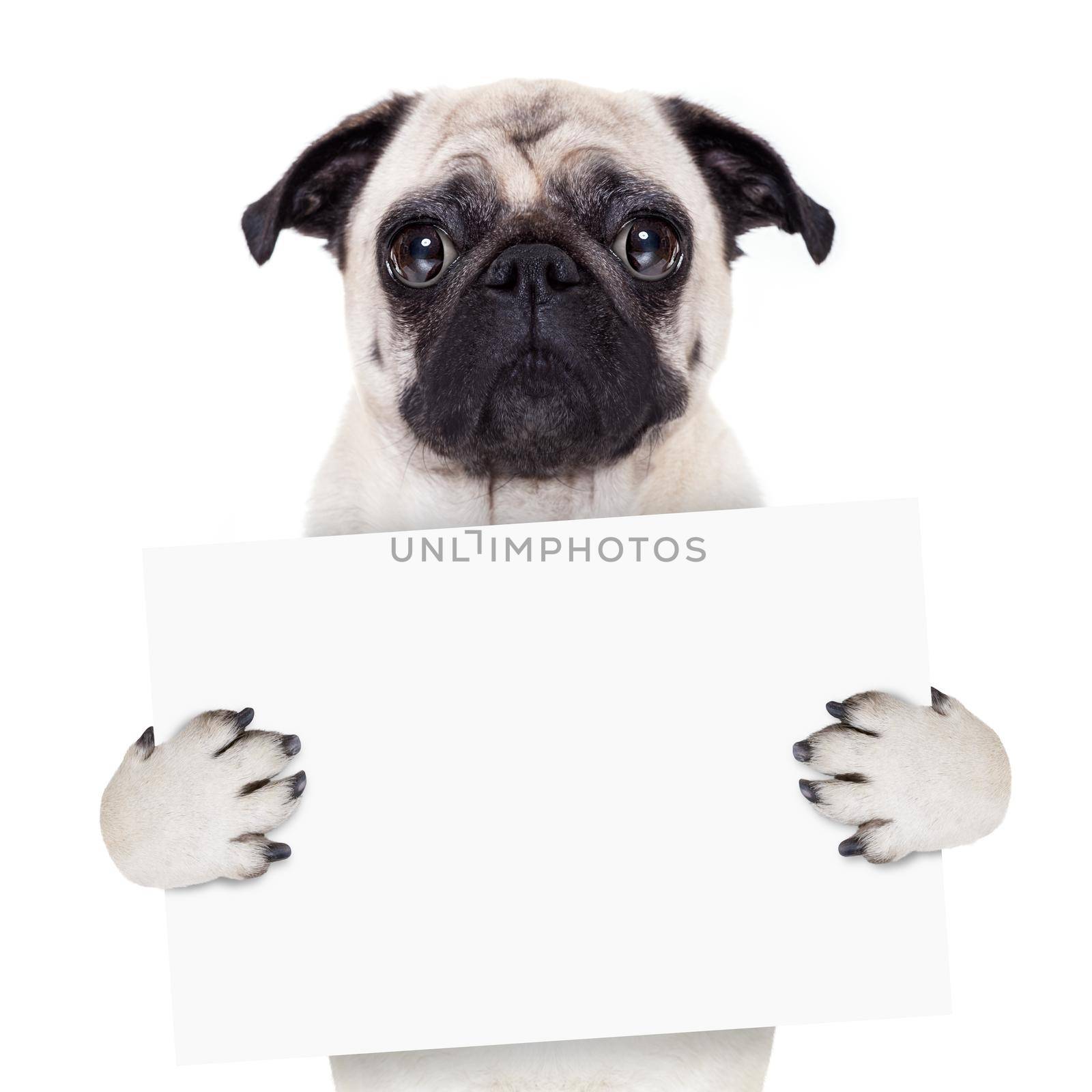 pug dog holding blank white banner or placard