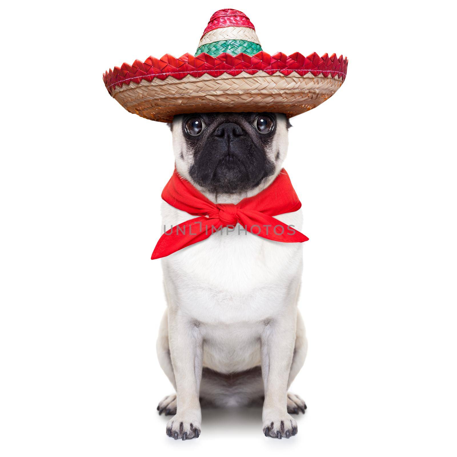 mexican dog by Brosch