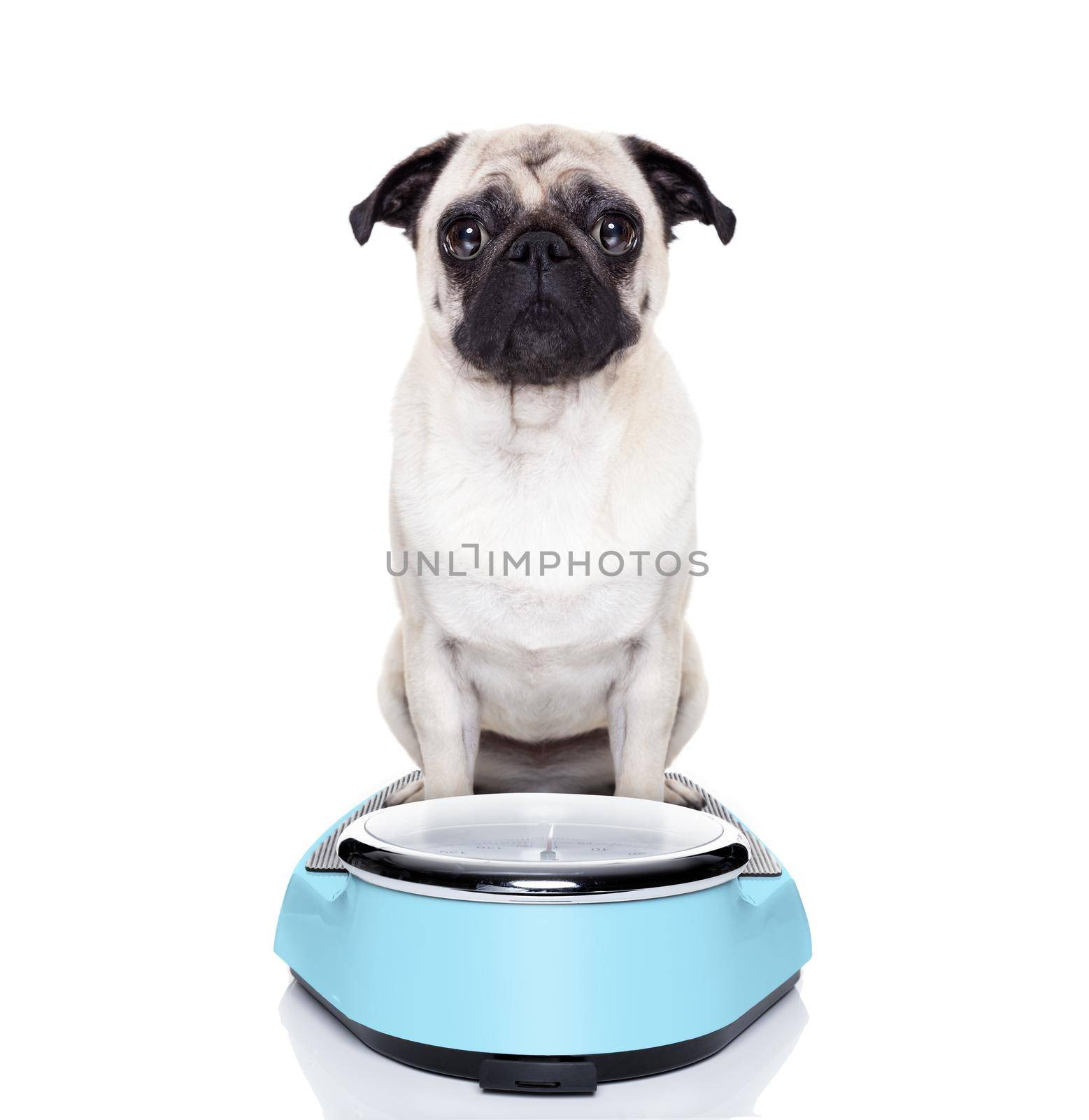 fat dog on scale by Brosch