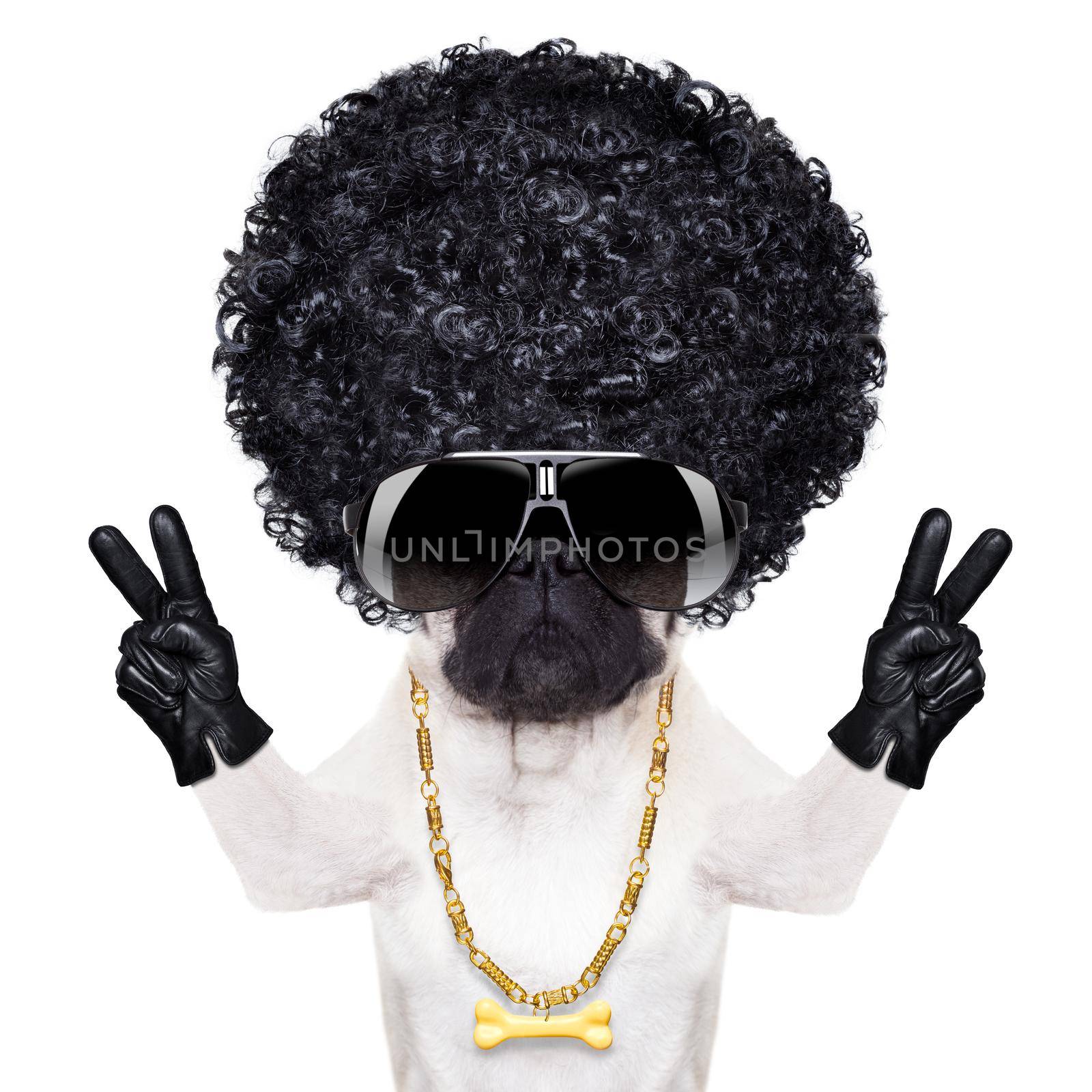 cool gangster pug dog with peace or victory fingers looking very cool with big afro look wig as hair