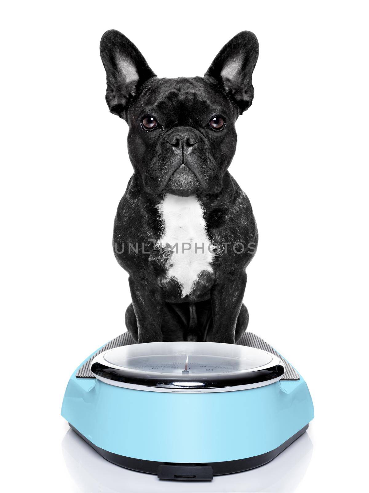 healthy dog on scale wondering about weightloss and how to solve this problem, isolated on white background