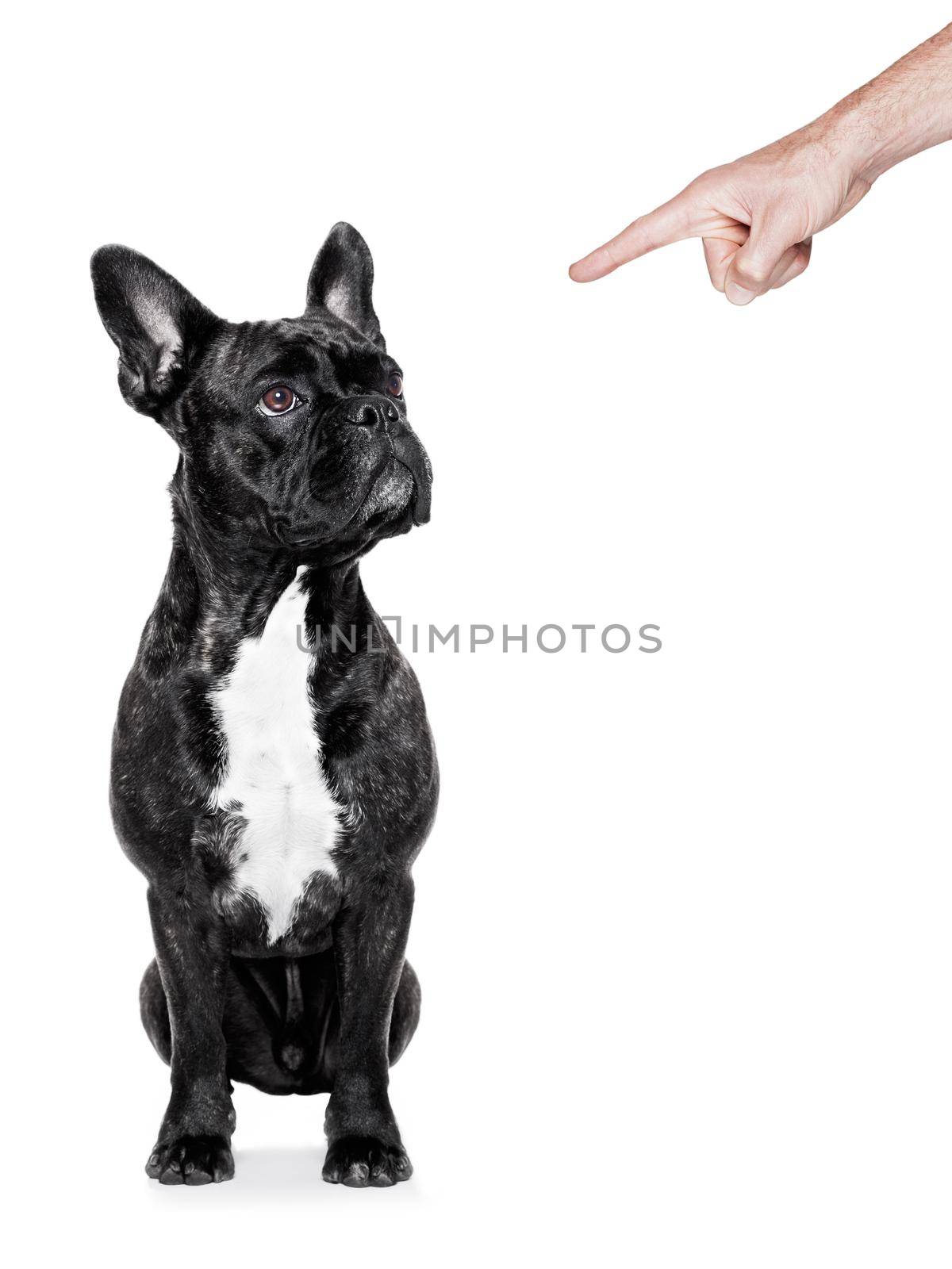 dog being punished by his owner with finger pointing out him, isolated on white background