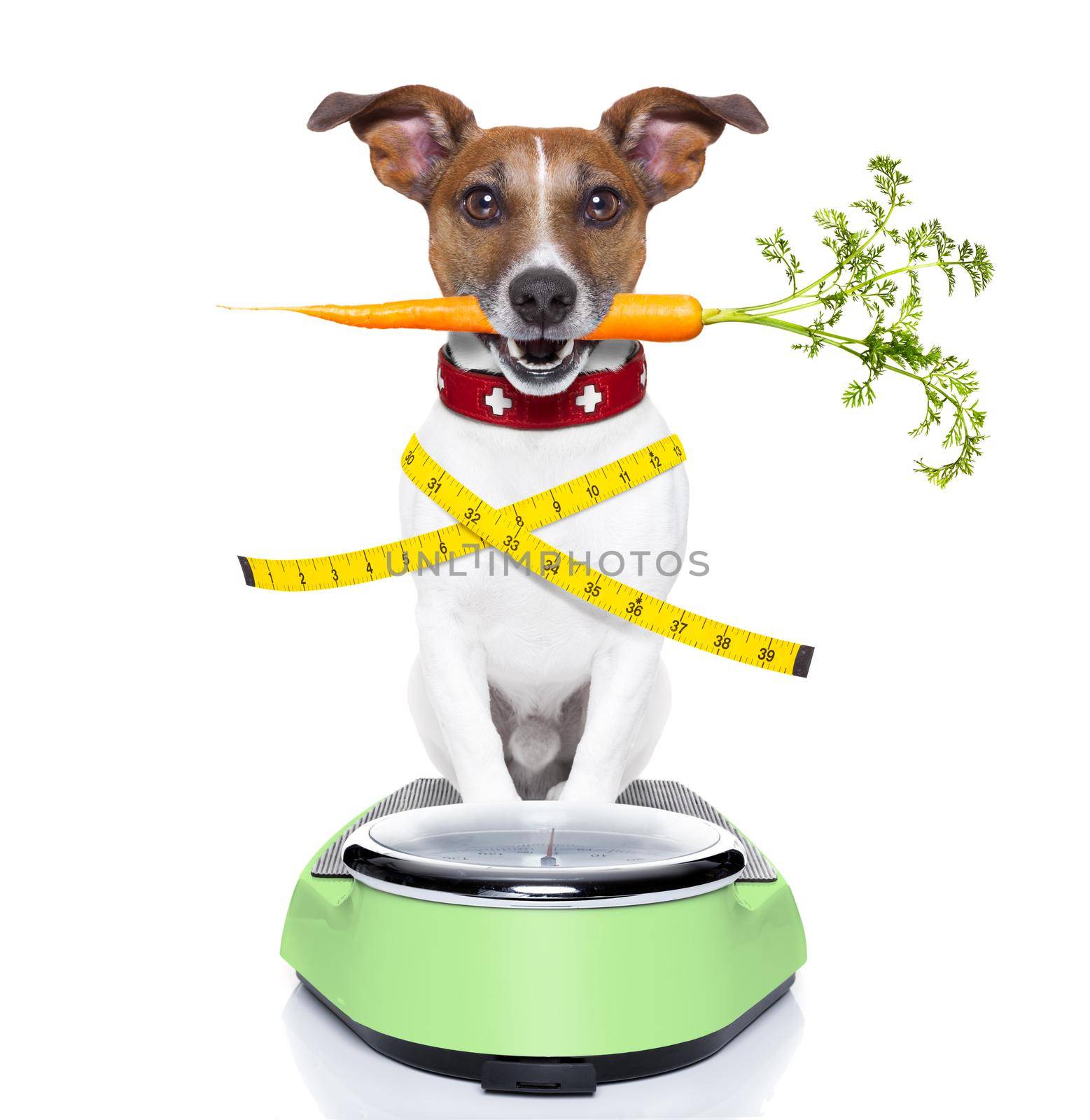 healthy dog on scale with carrot in mouth and measuring tape around waist isolated on white background