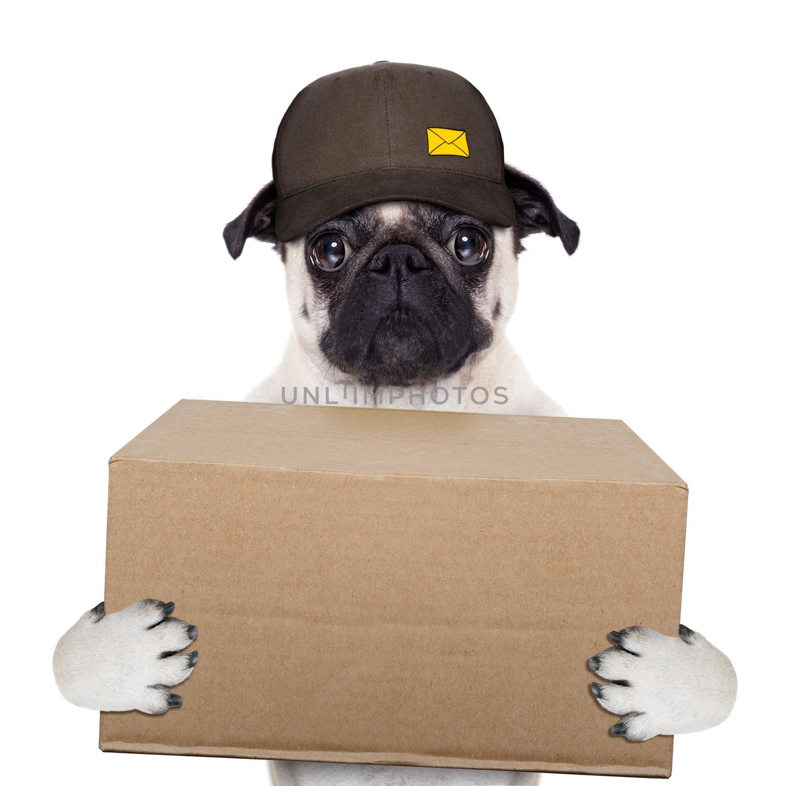 postman pug  dog delivering a big brown package