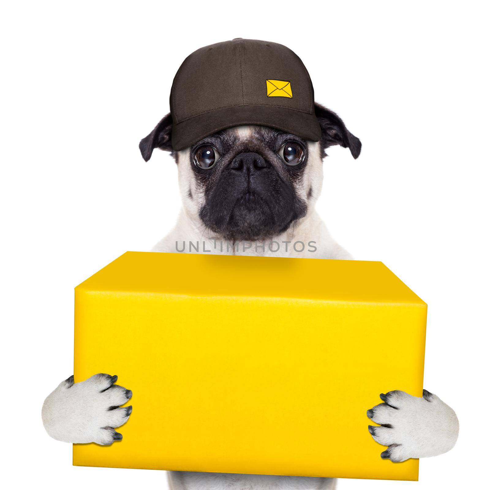 postman pug  dog delivering a big yellow package