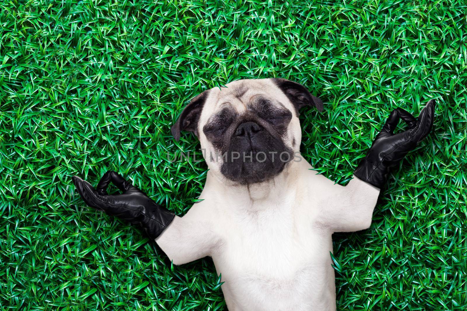 pug dog yoga meditating on grass or meadow in the park with closed eyes