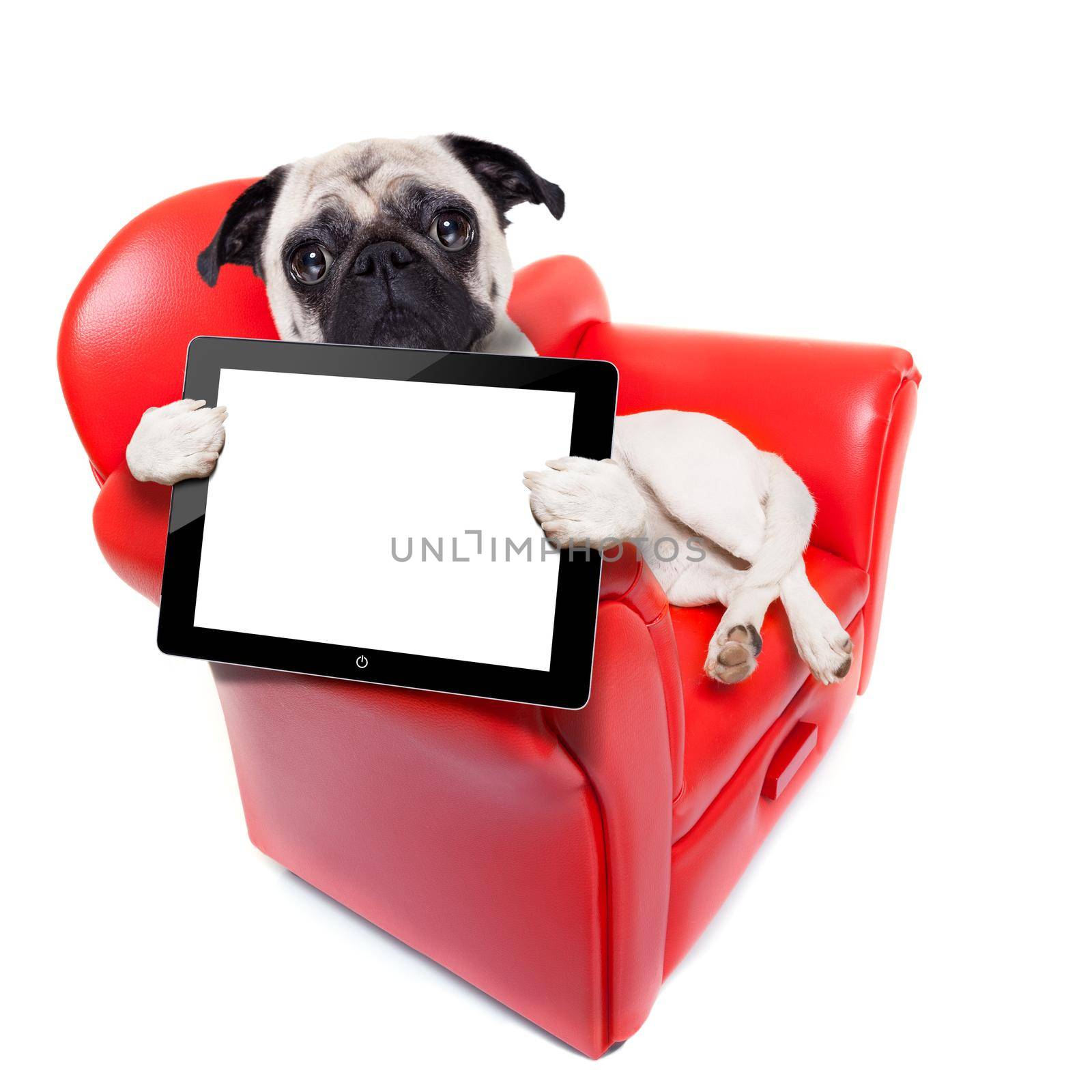 pug dog sitting on red sofa relaxing and resting while holding a tablet pc computer screen or digital display , isolated on white background
