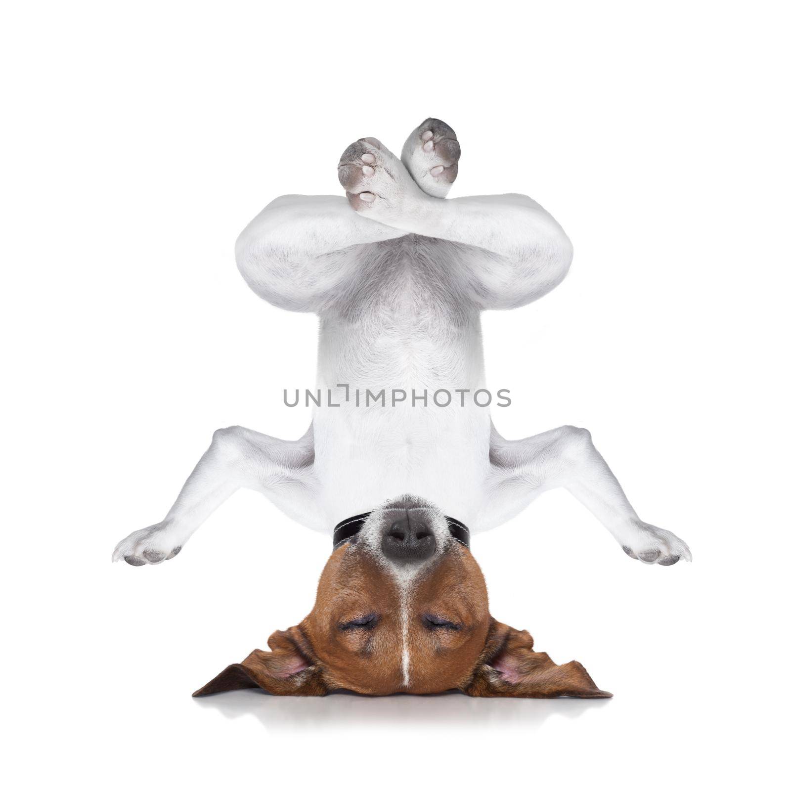 dog upside down relaxing with closed eyes doing yoga and balancing, isolated on white background