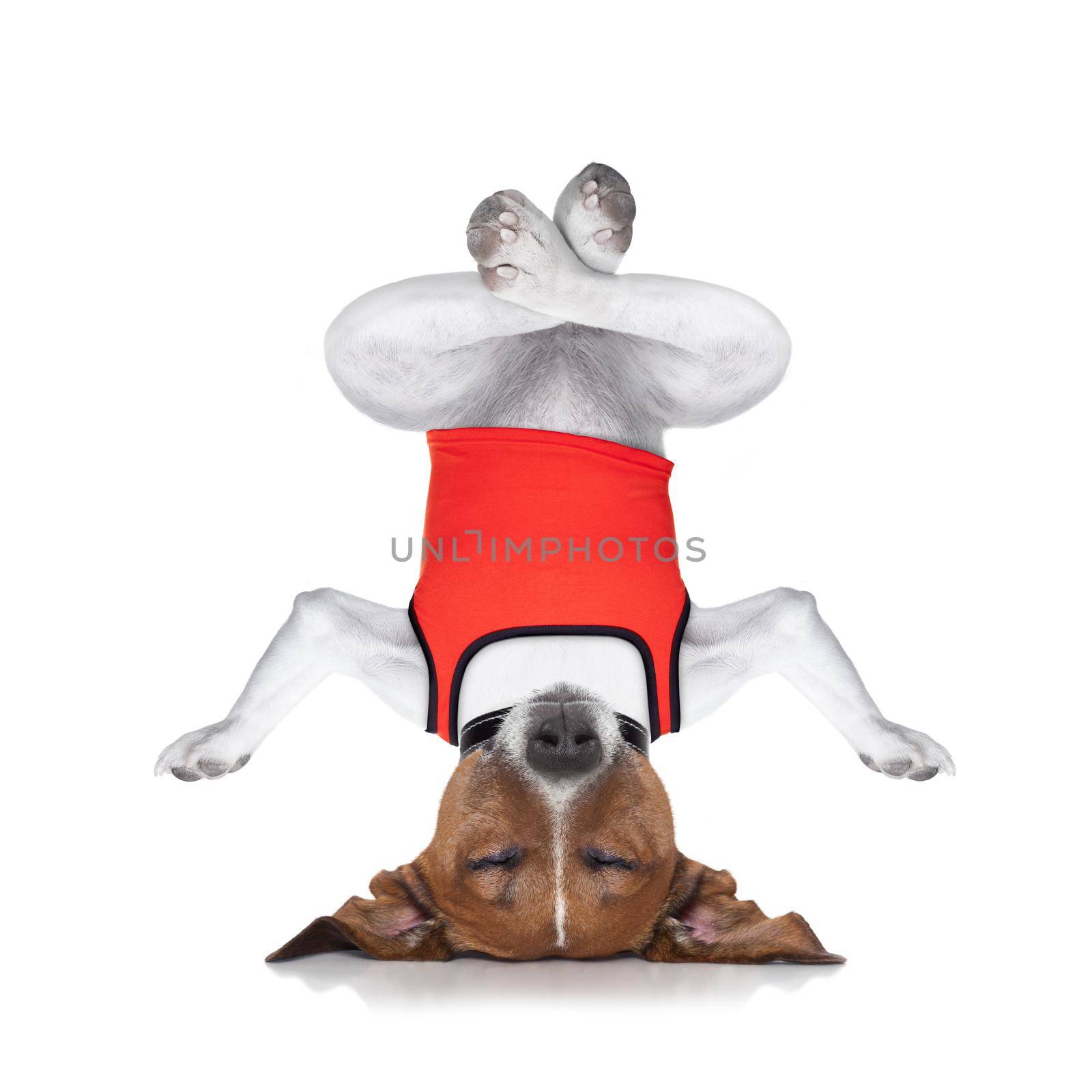 dog upside down relaxing with closed eyes doing yoga and balancing, isolated on white background