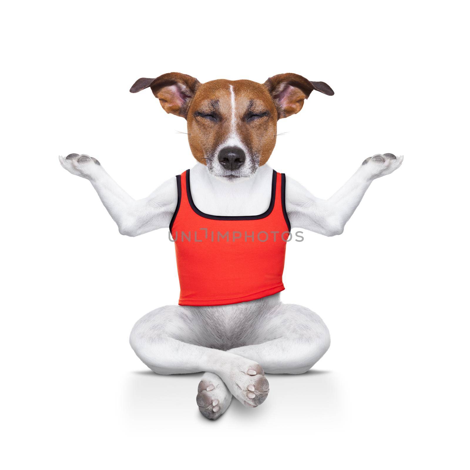 yoga dog posing in a relaxing pose with both arms open and closed eyes, isolated on white background