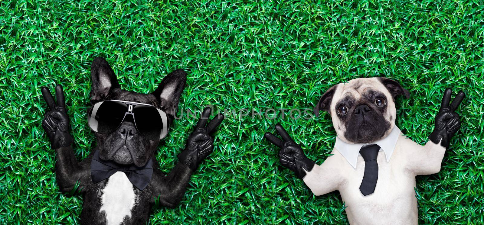 couple of two cool dogs on grass or meadow in the park with peace or victory fingers