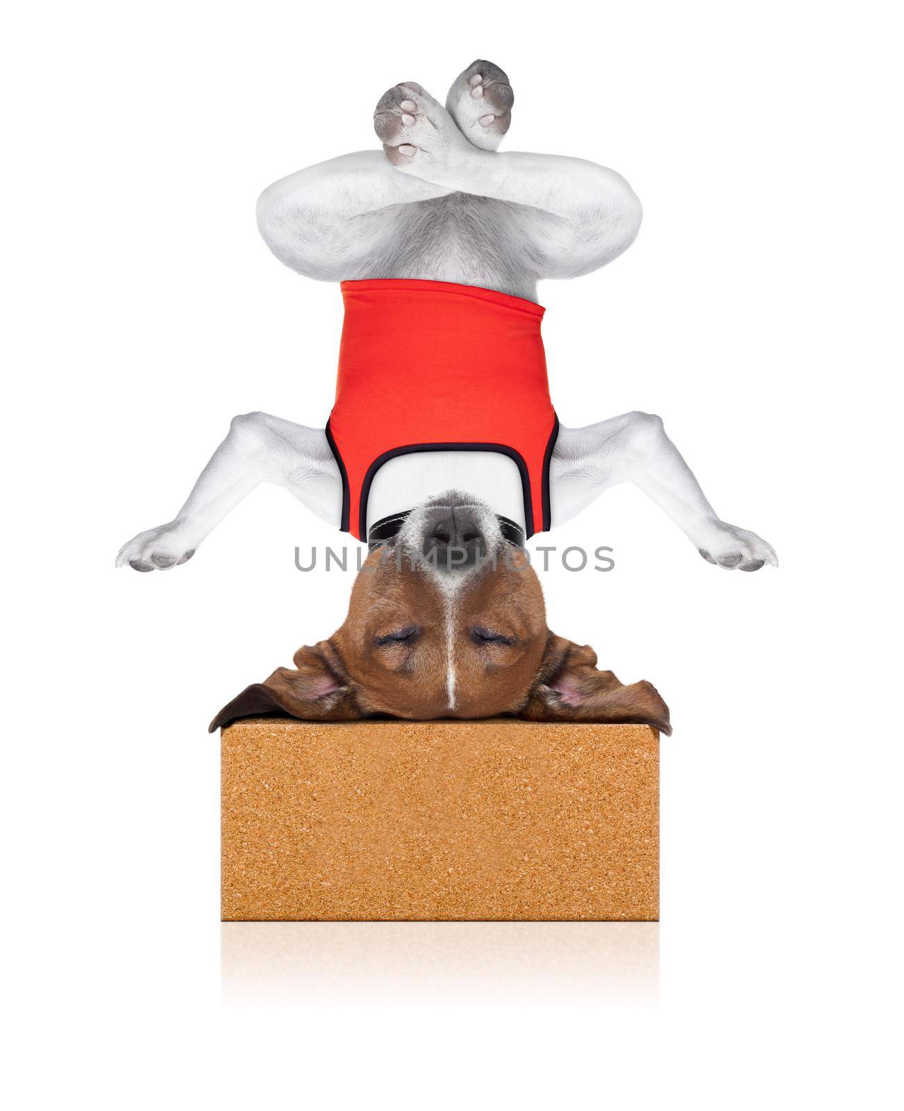 yoga dog sitting relaxed with closed eyes thinking deeply on a brick