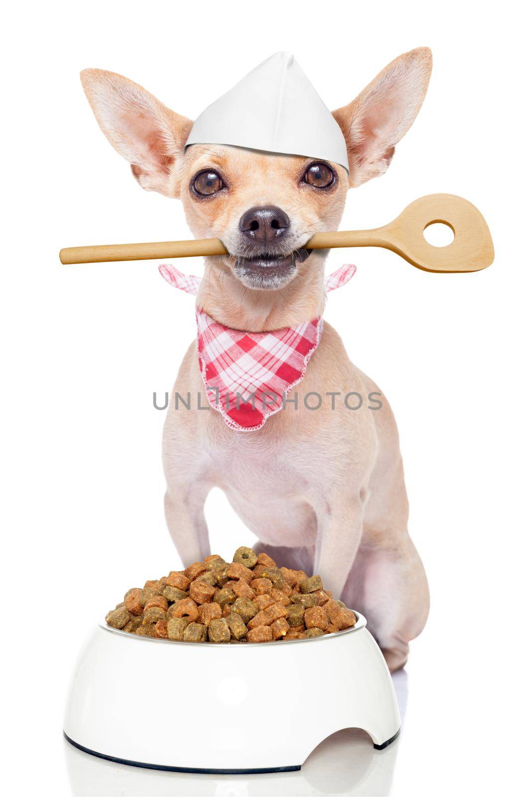 chef cook chihuahua dog with a food bowl holding a cooking spoon in mouth , isolated on white background